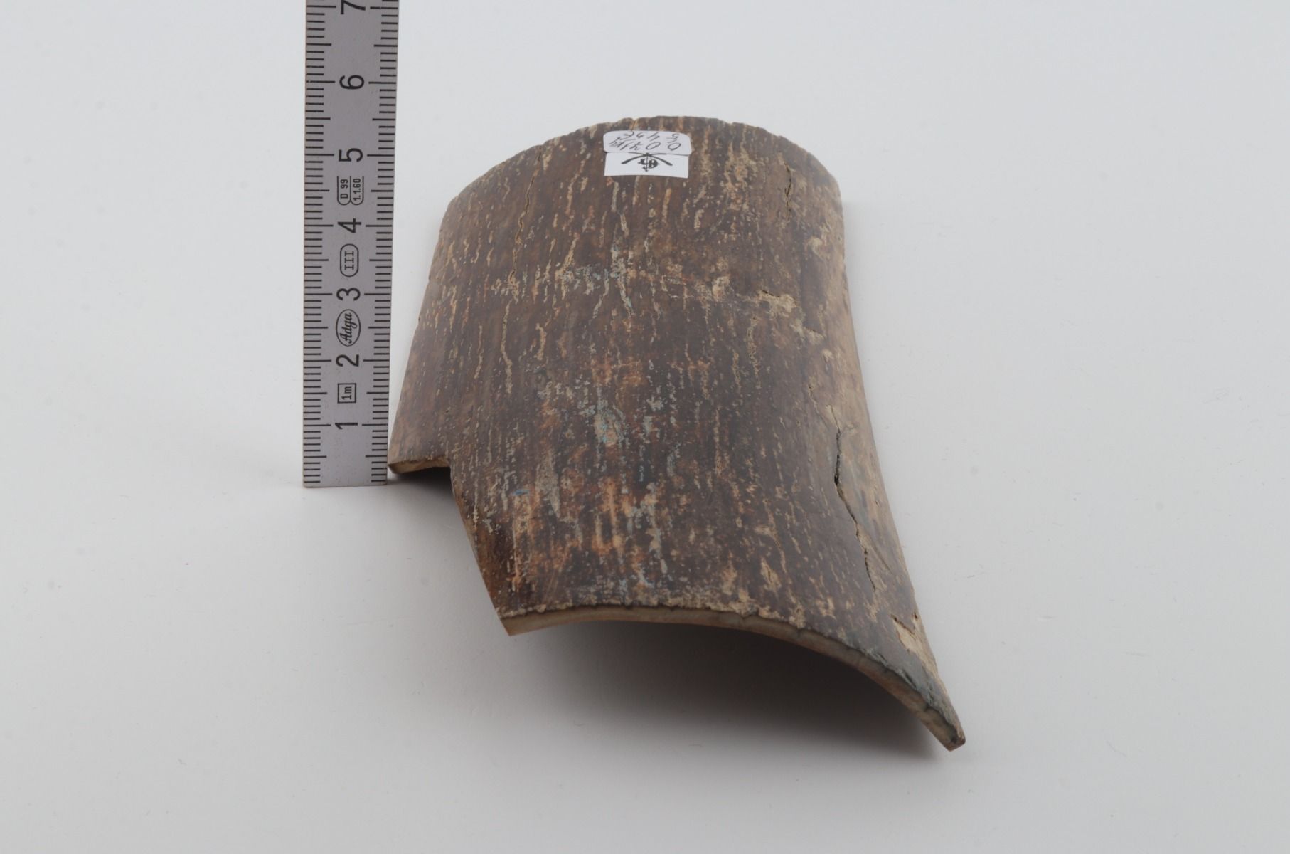 Brown mammoth bark