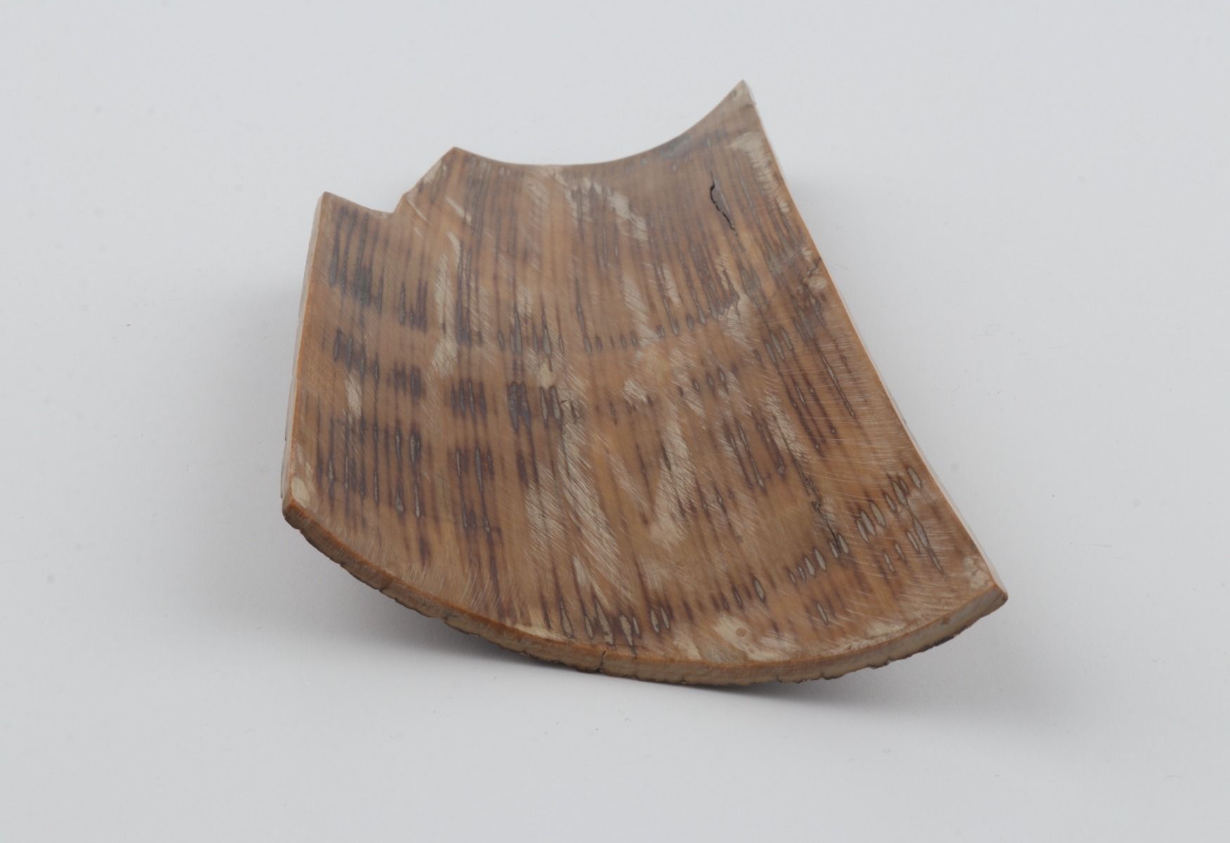 Brown mammoth bark