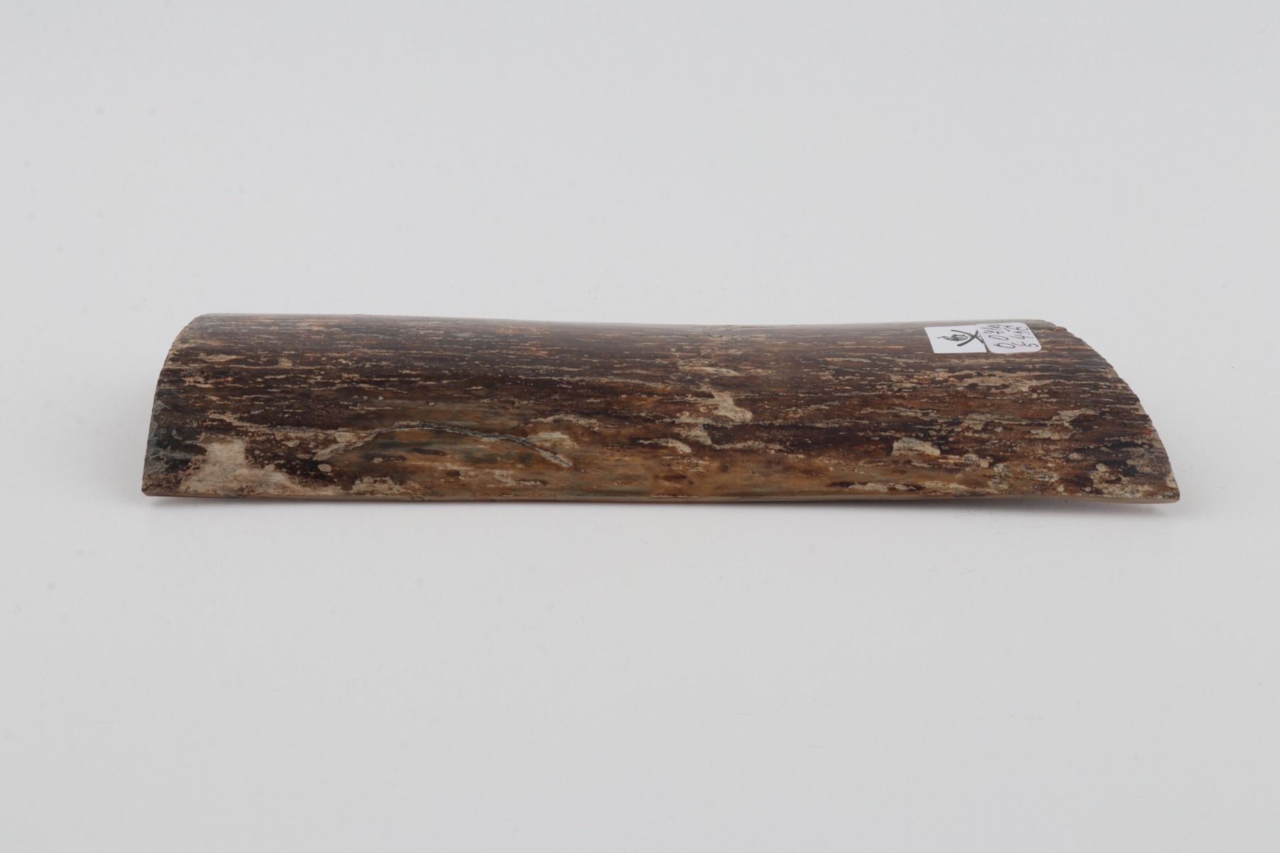 Brown mammoth bark