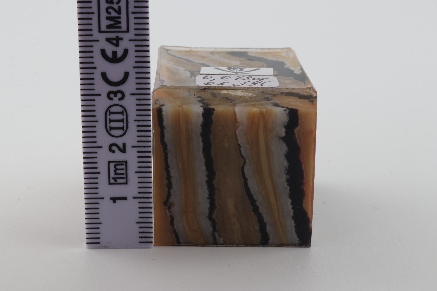 Stabilized mammoth molar piece