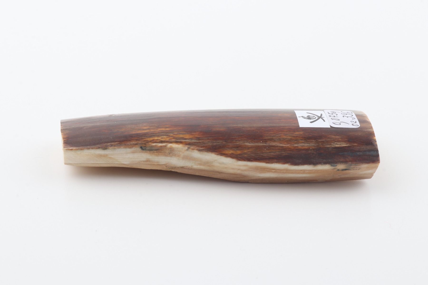 Brown mammoth bark