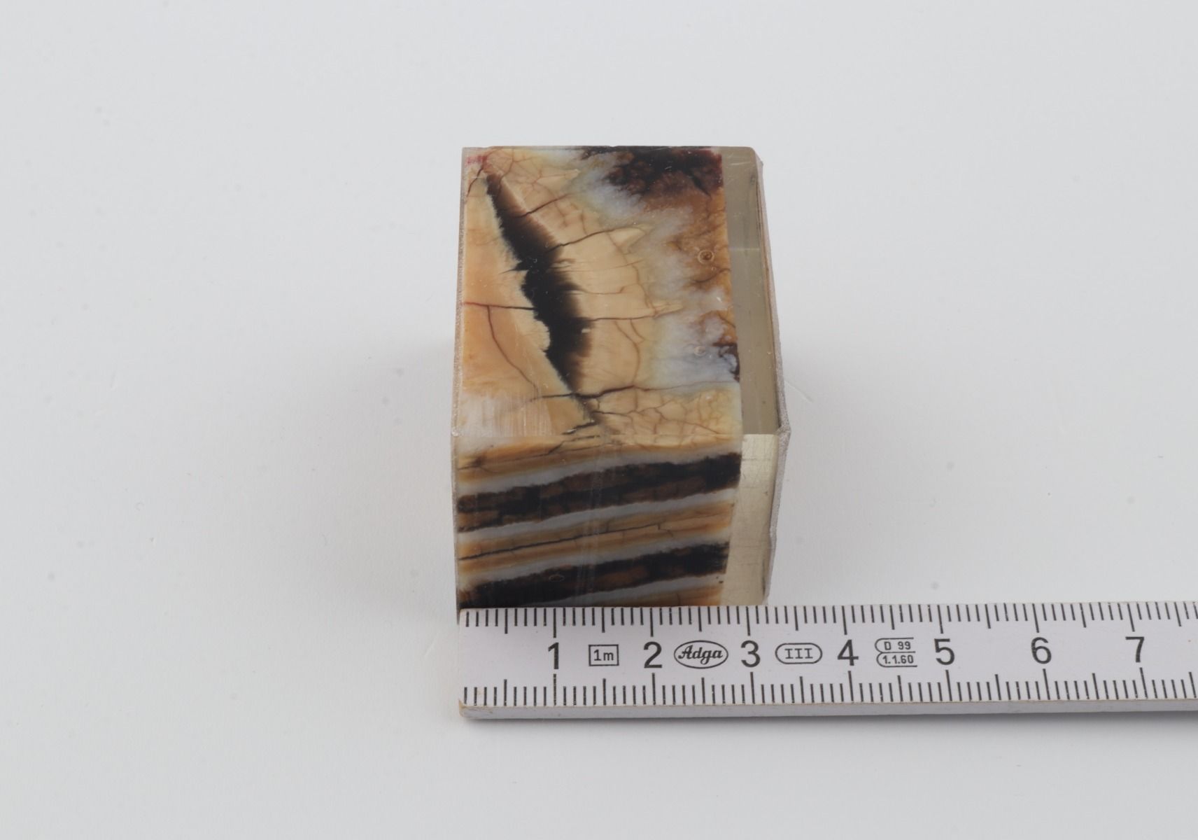 Stabilized mammoth molar piece