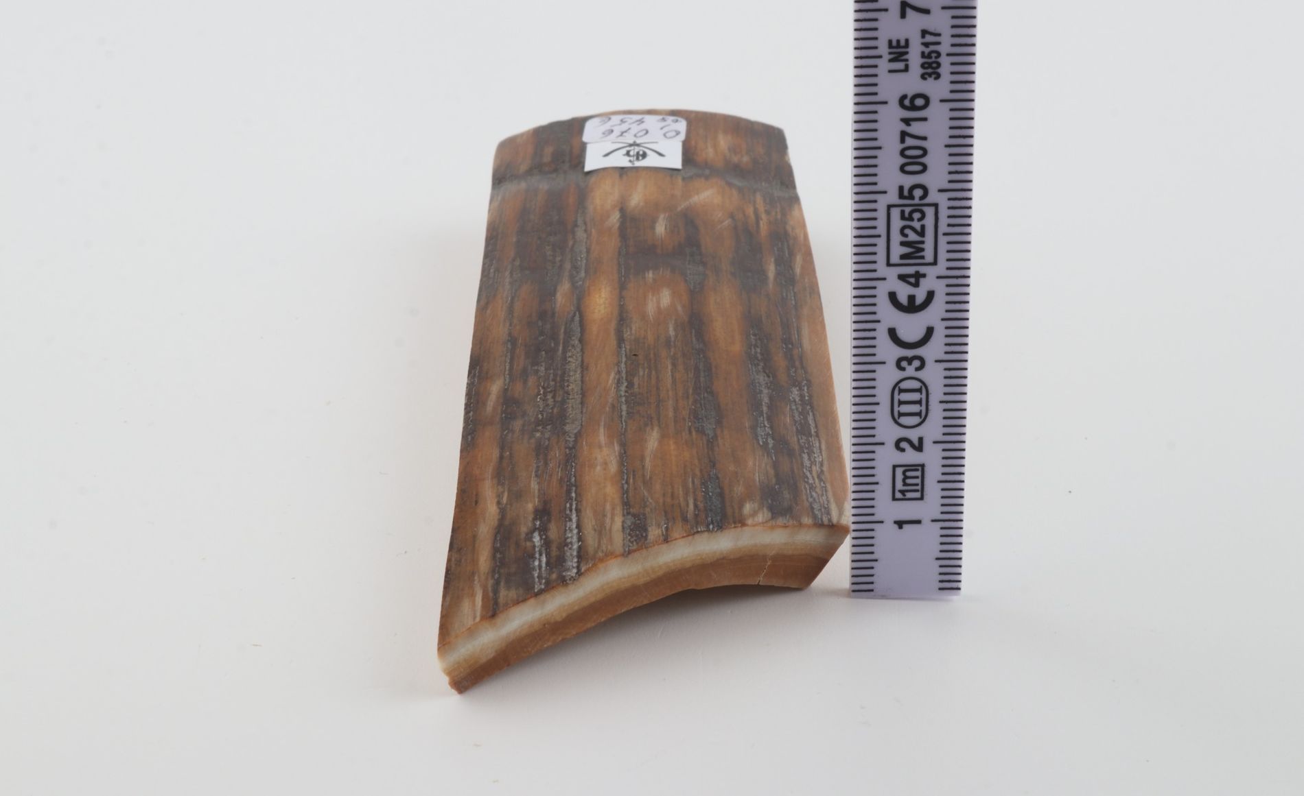 Brown-mustard mammoth bark