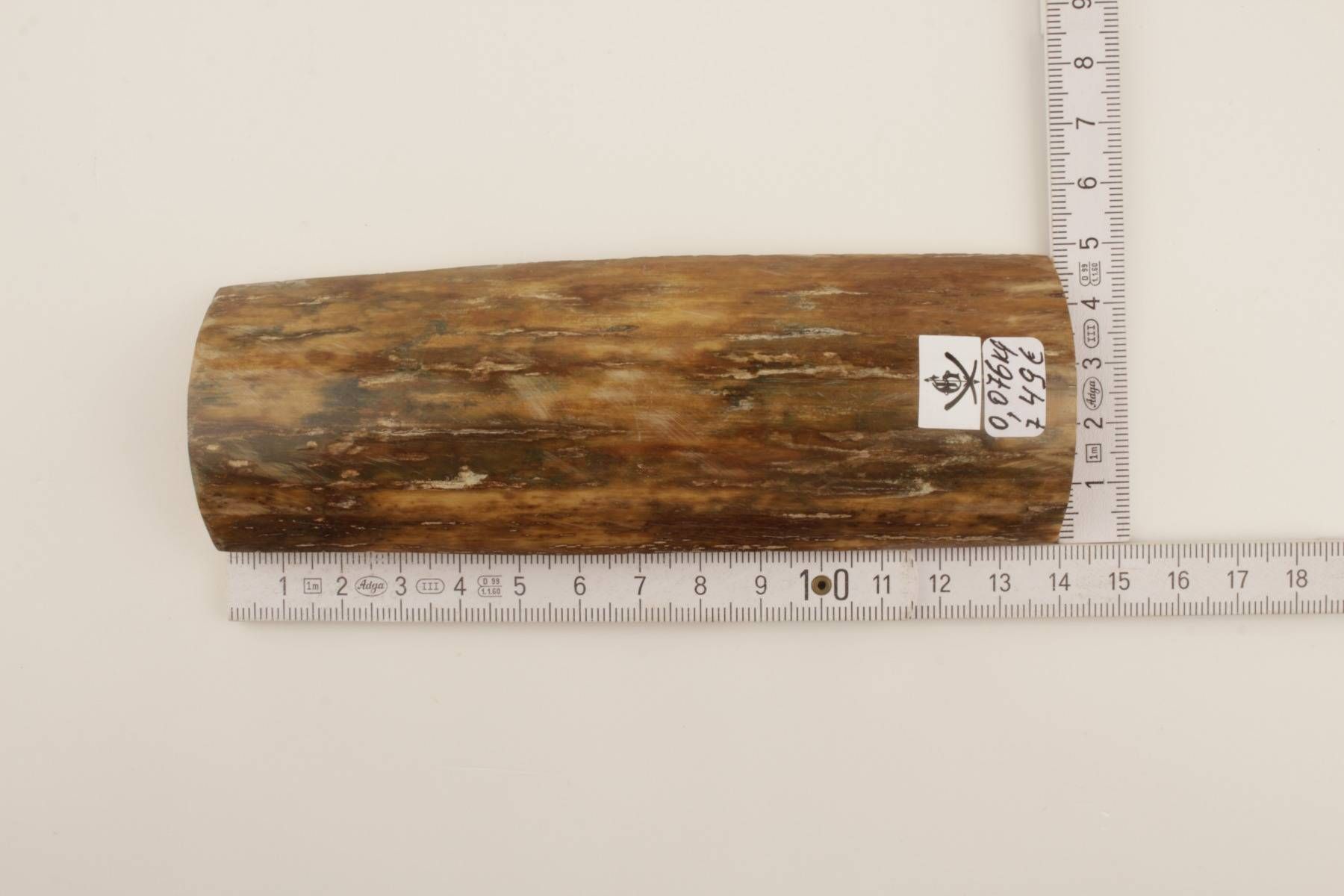 Beige-green mammoth bark