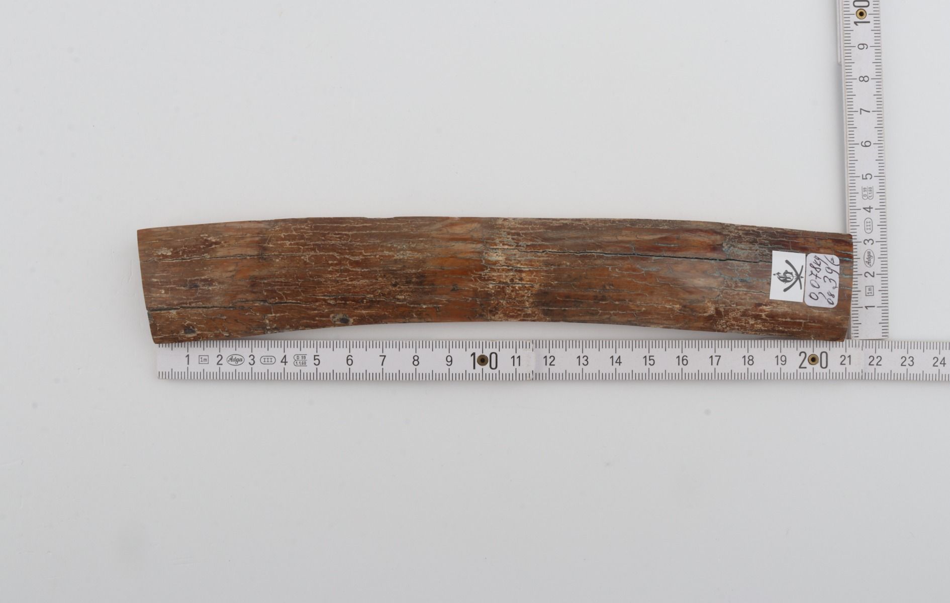 Beige mammoth bark