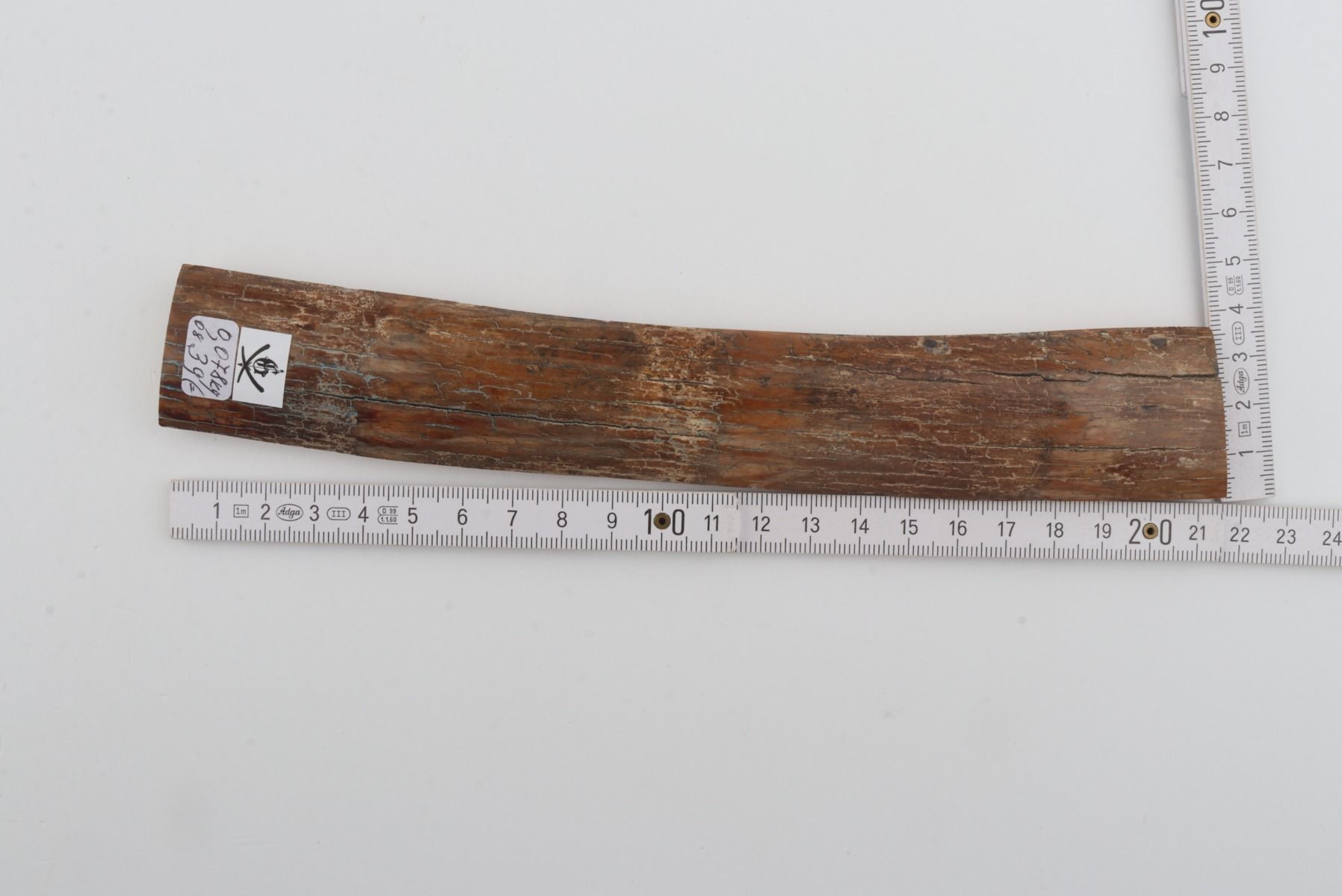 Beige mammoth bark