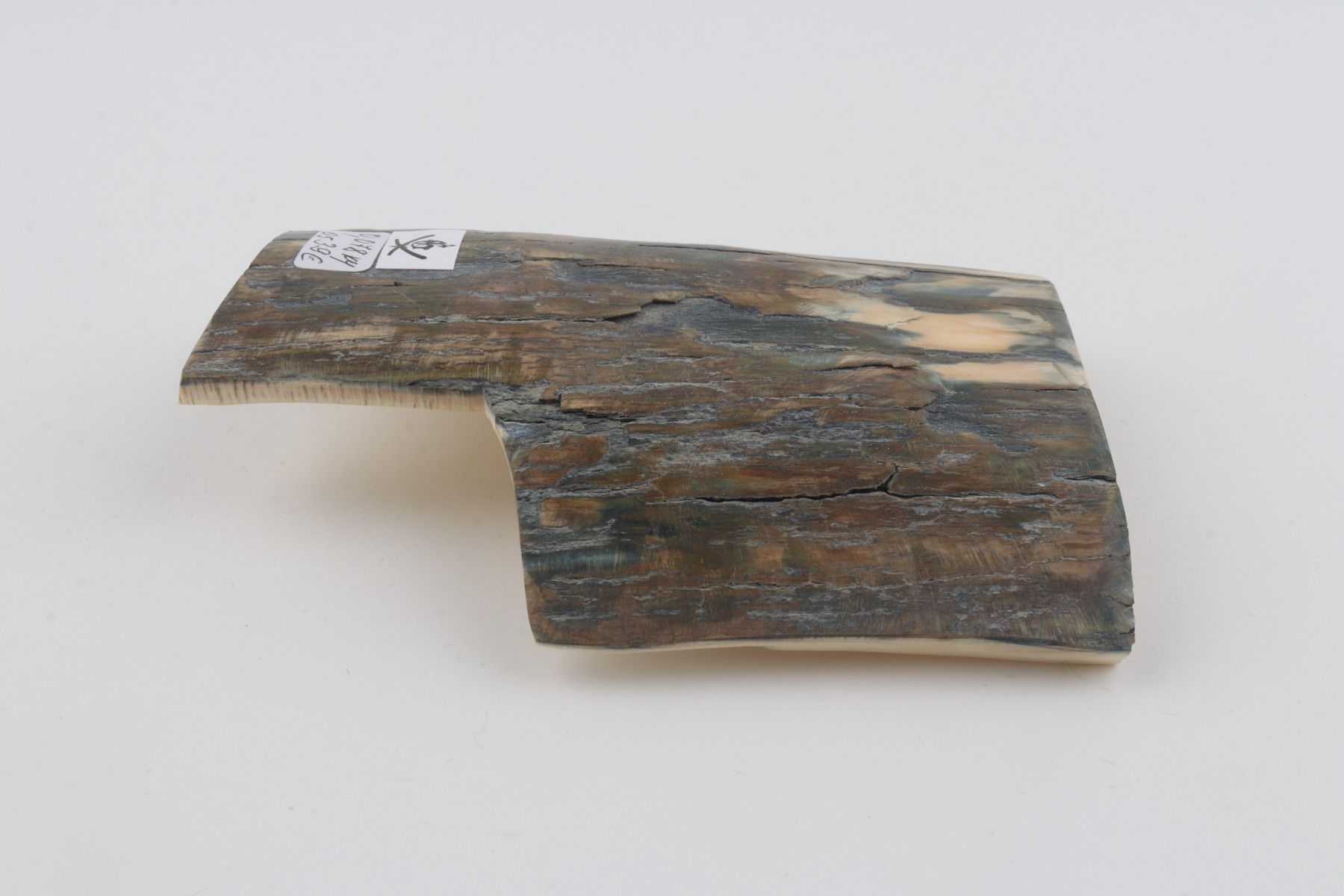 Blue mammoth bark