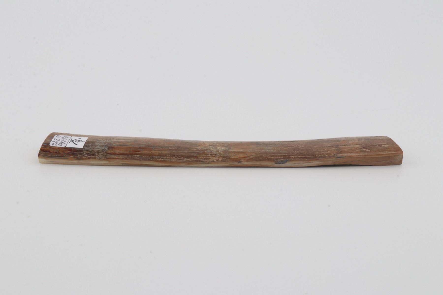 Beige mammoth bark