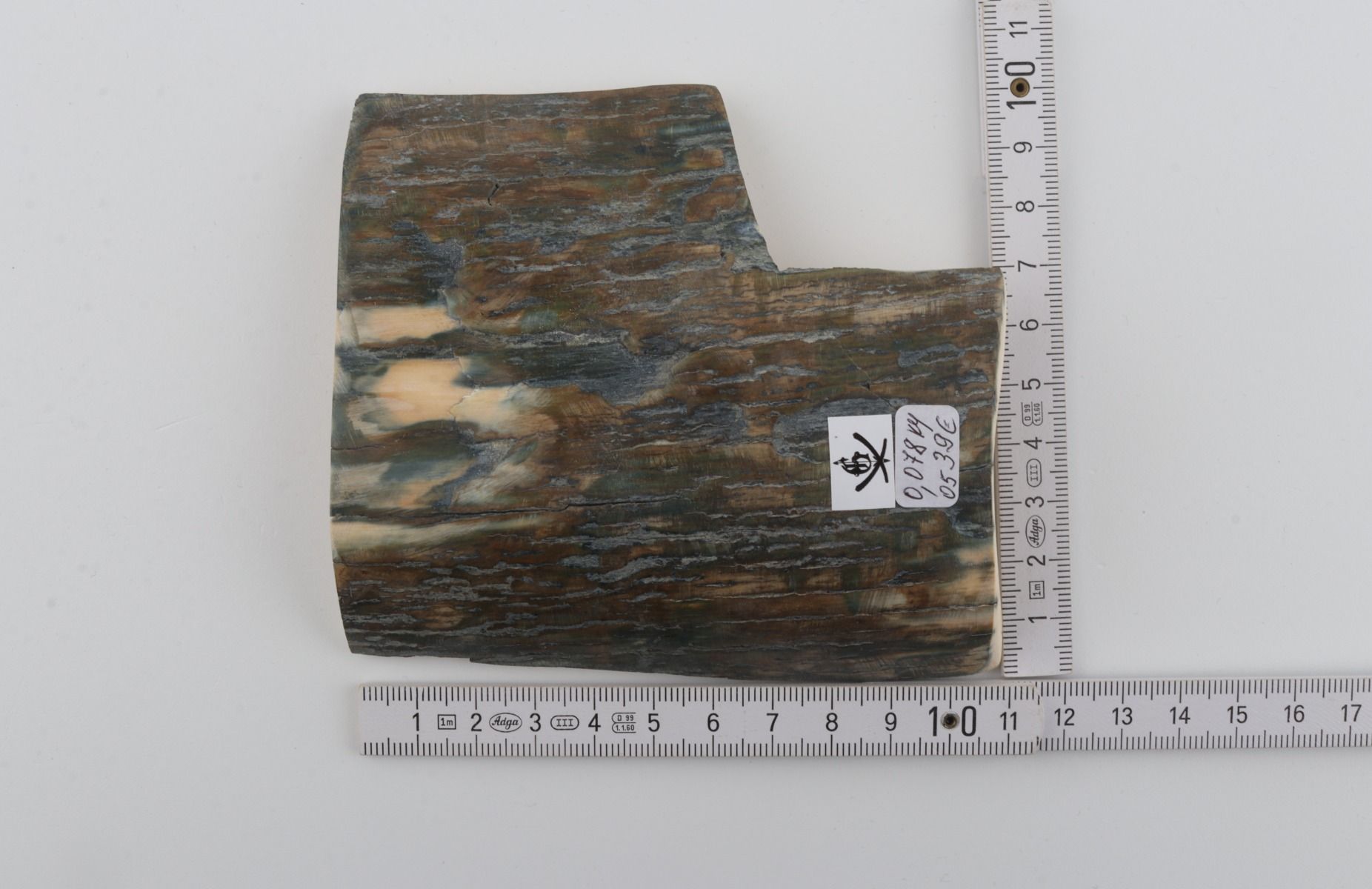 Blue mammoth bark