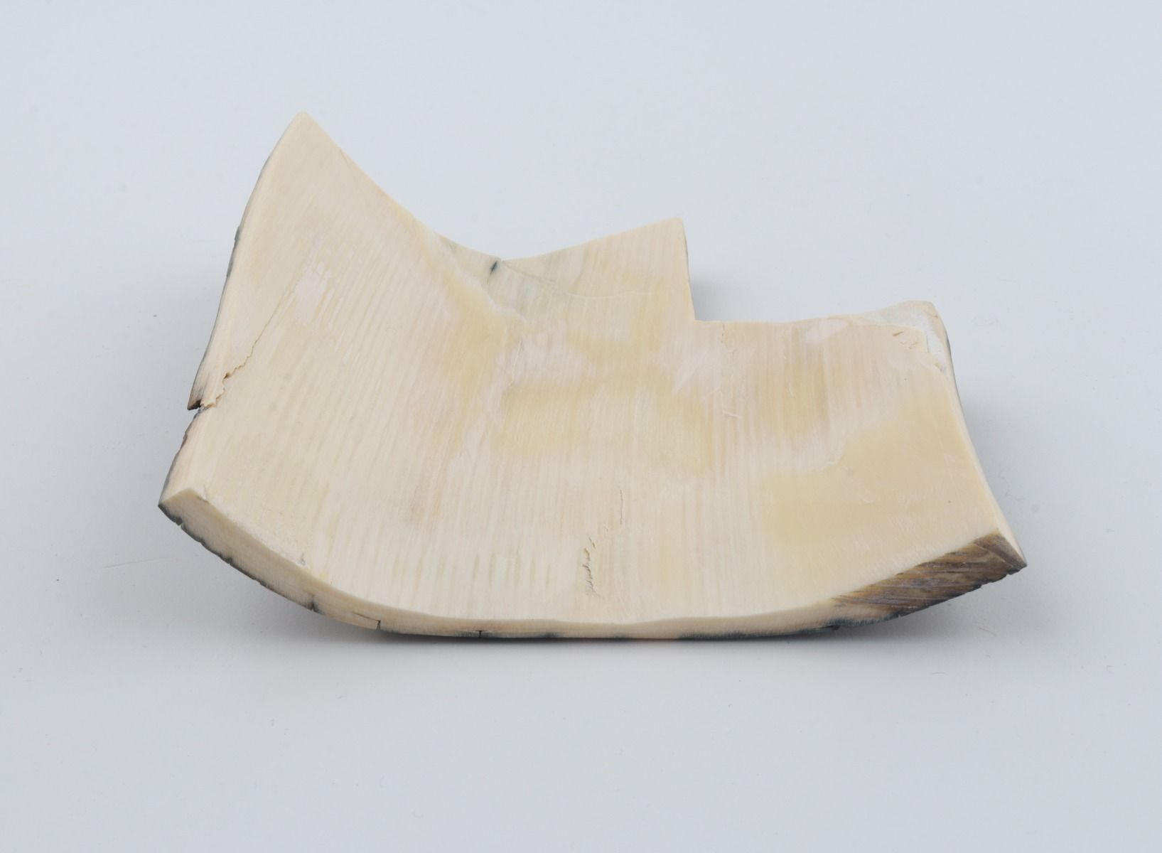 Blue mammoth bark