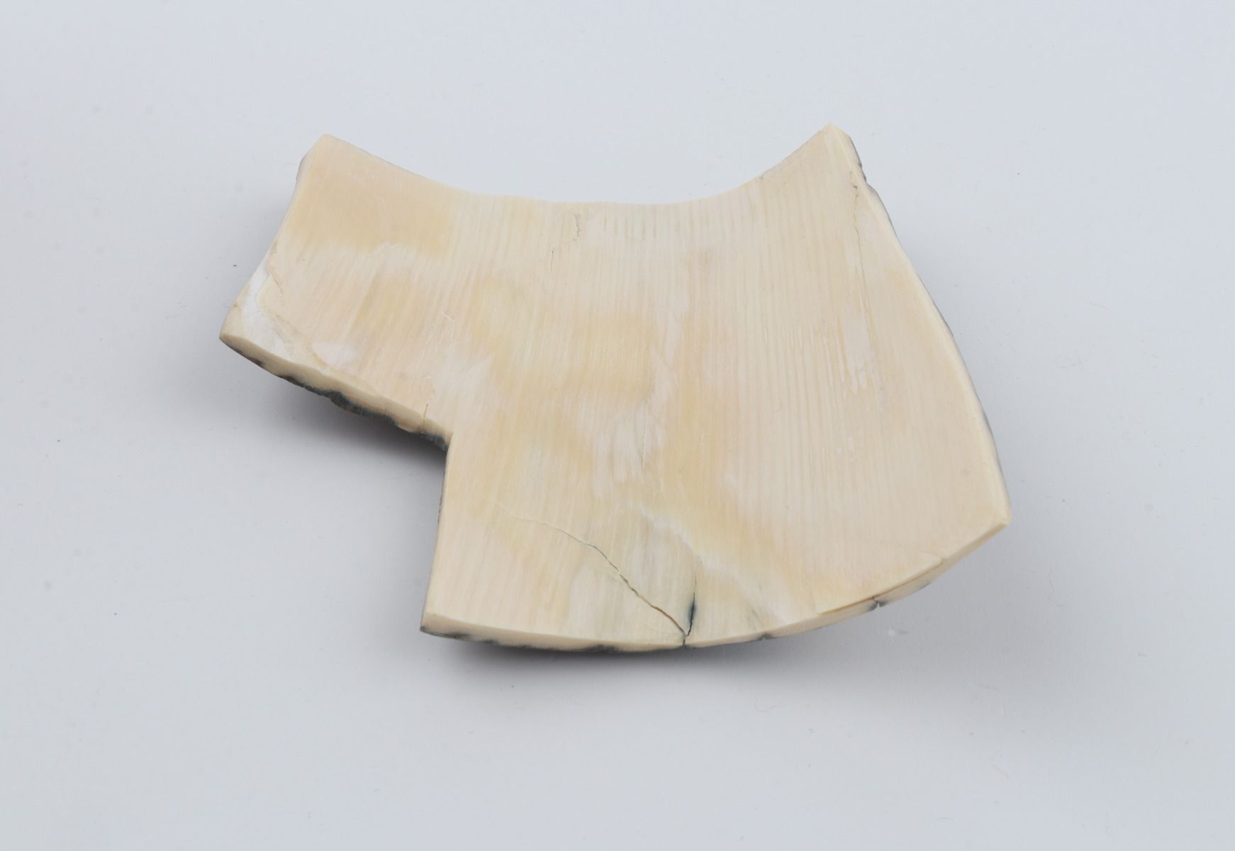 Blue mammoth bark
