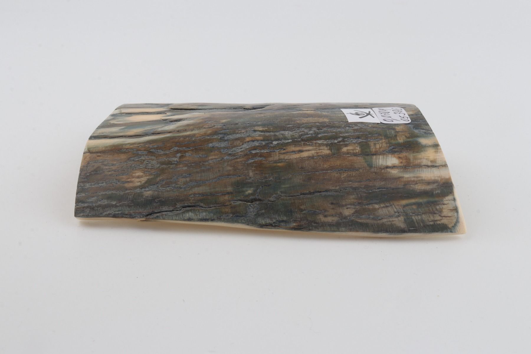 Blue mammoth bark