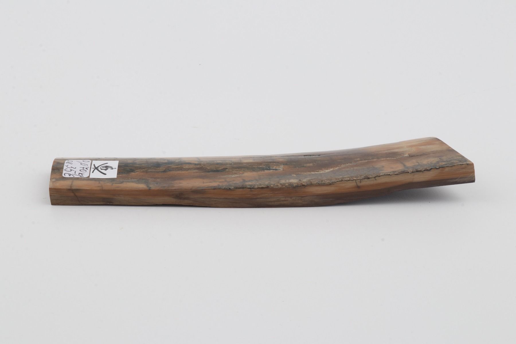 Brown-beige mammoth bark
