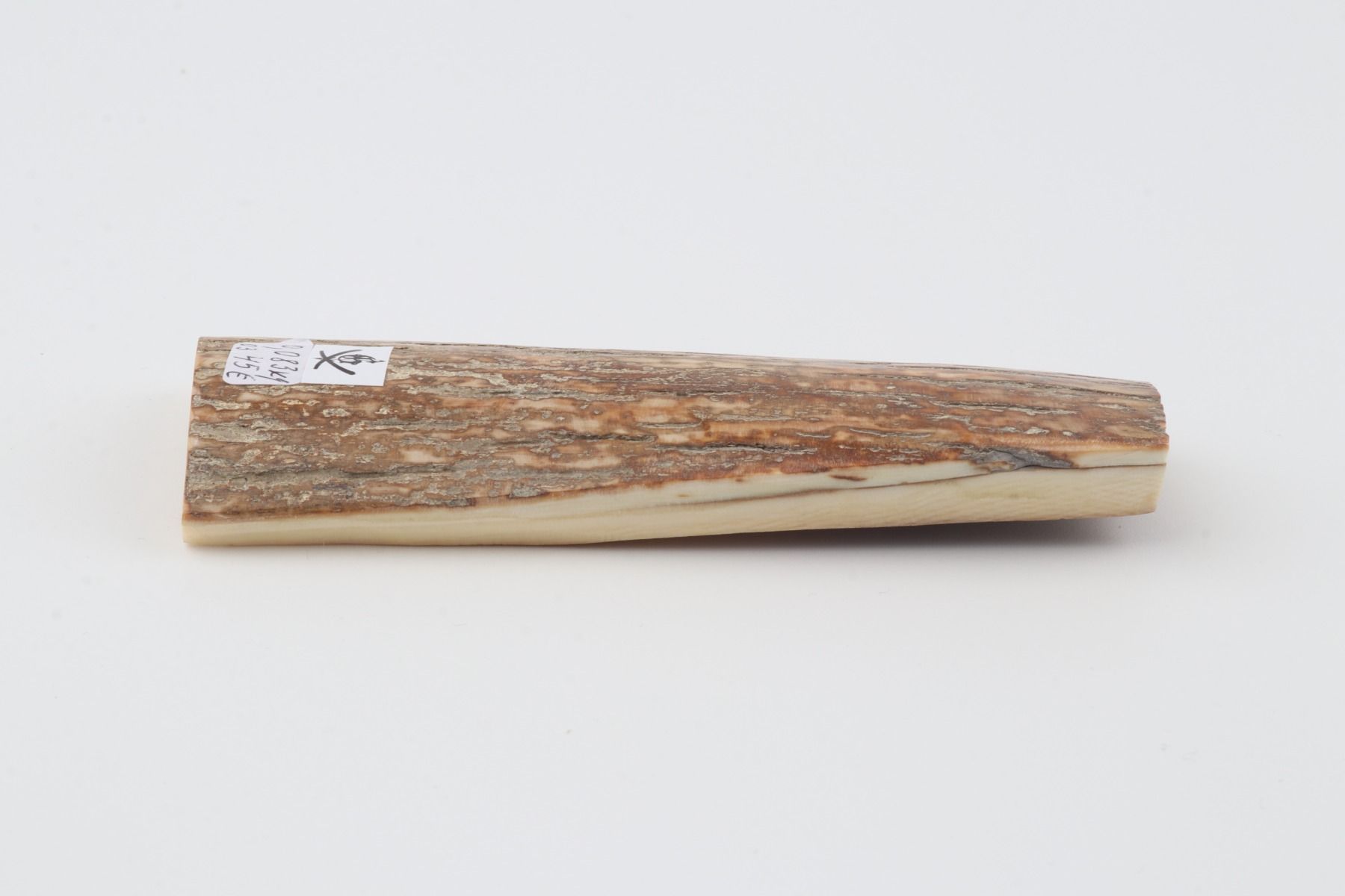 Beige mammoth bark
