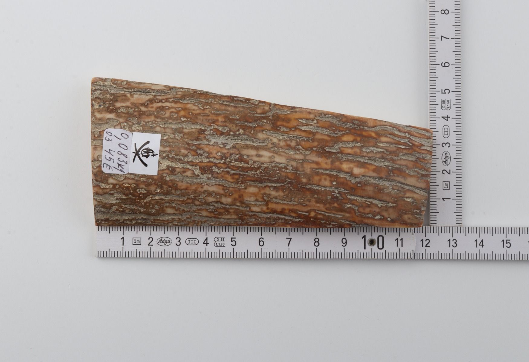 Beige mammoth bark