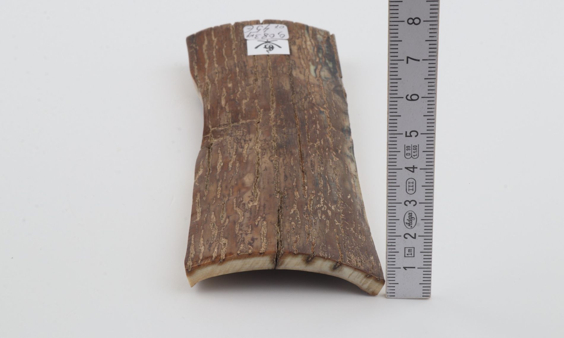 Brown mammoth bark