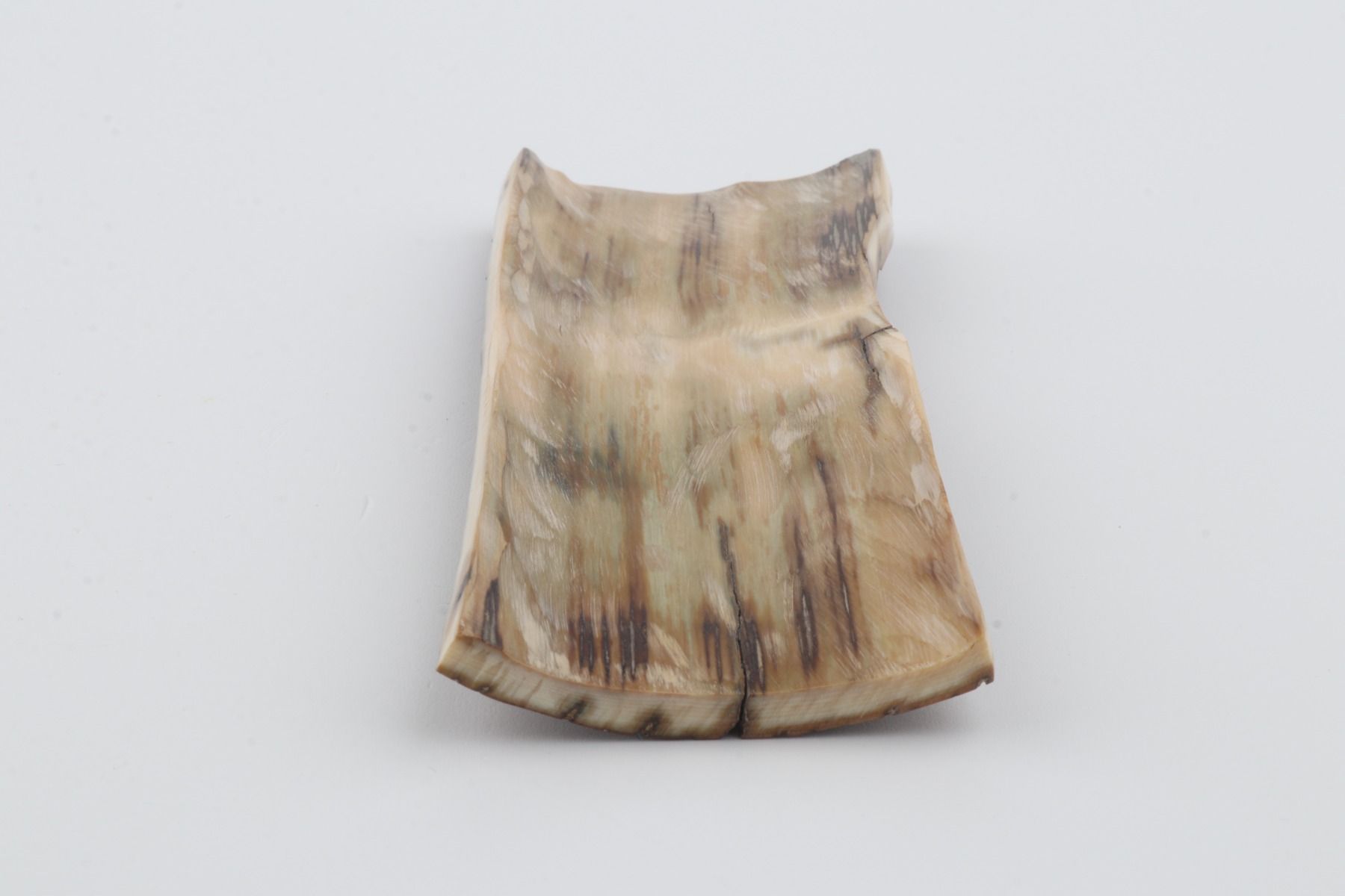 Brown mammoth bark