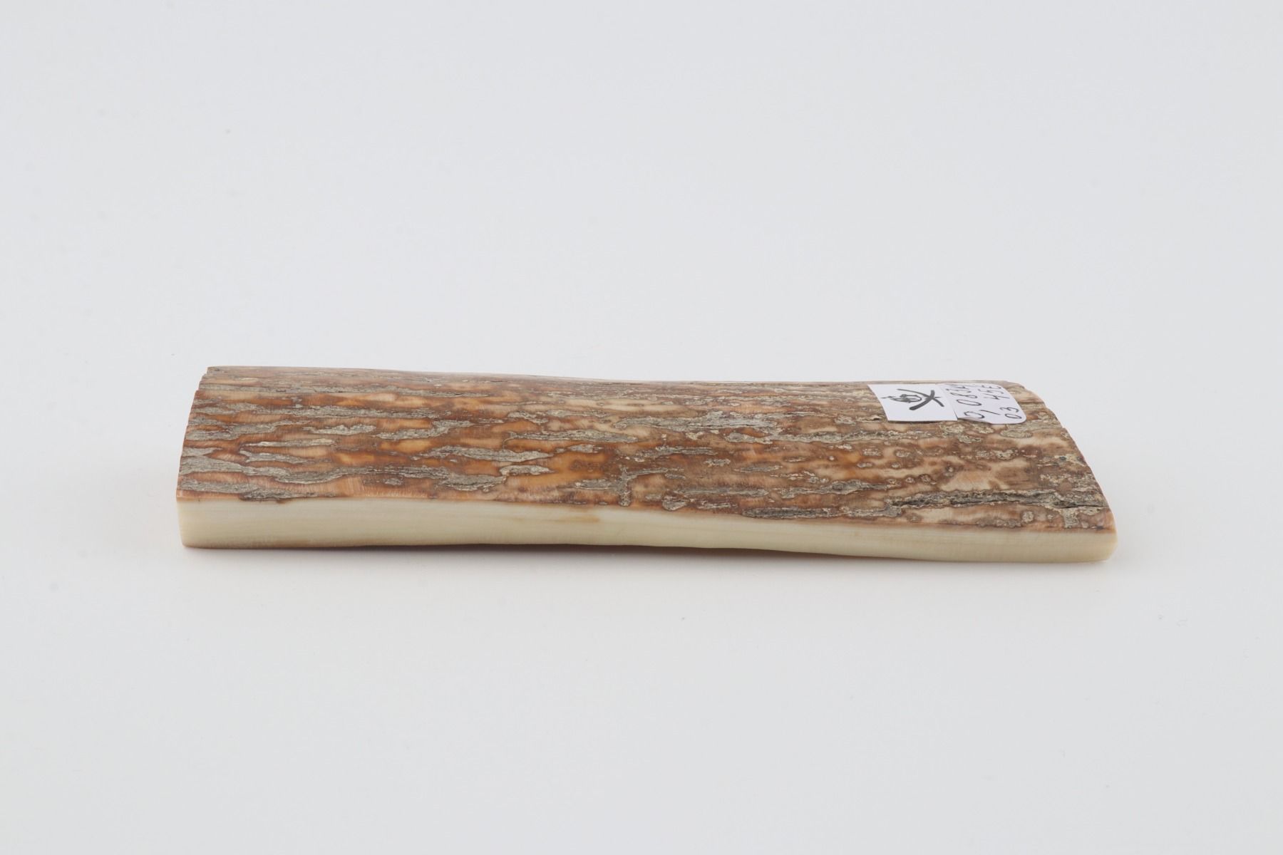Beige mammoth bark