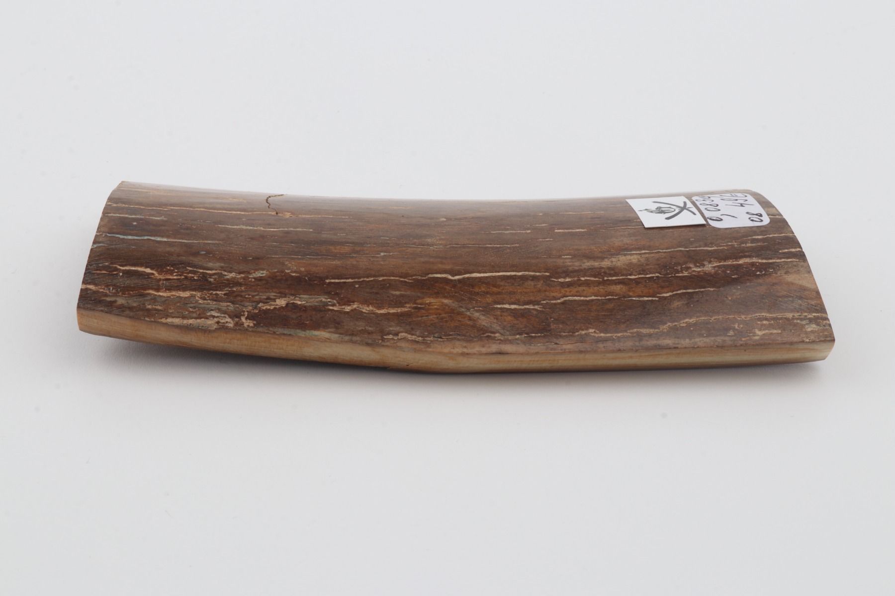 Brown mammoth bark