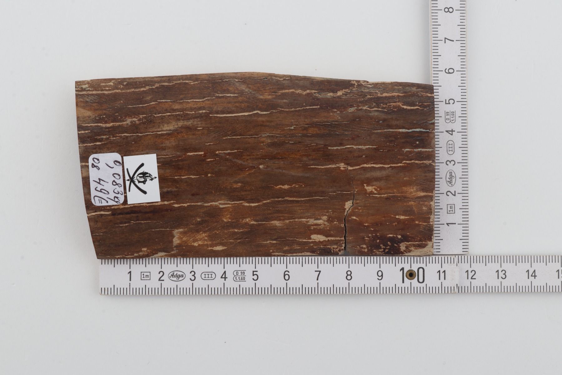 Brown mammoth bark