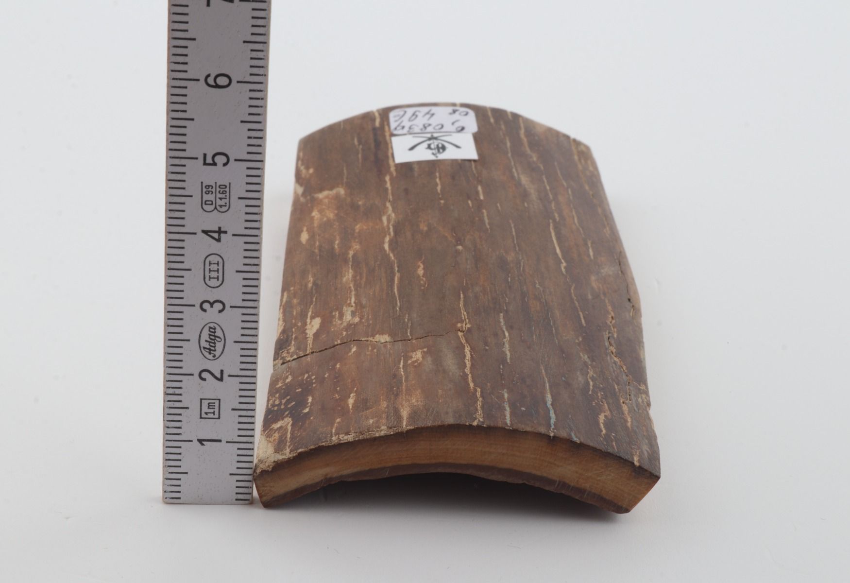Brown mammoth bark