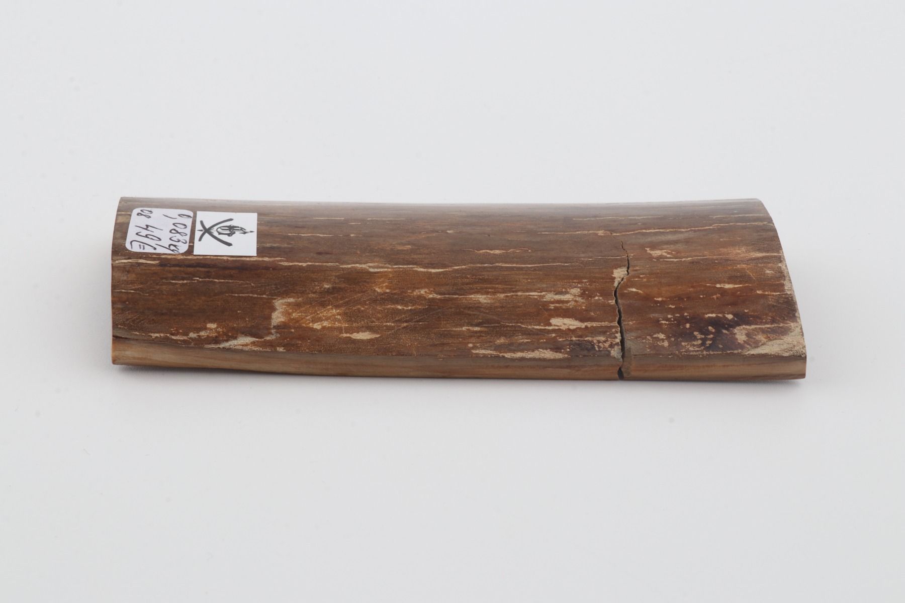 Brown mammoth bark