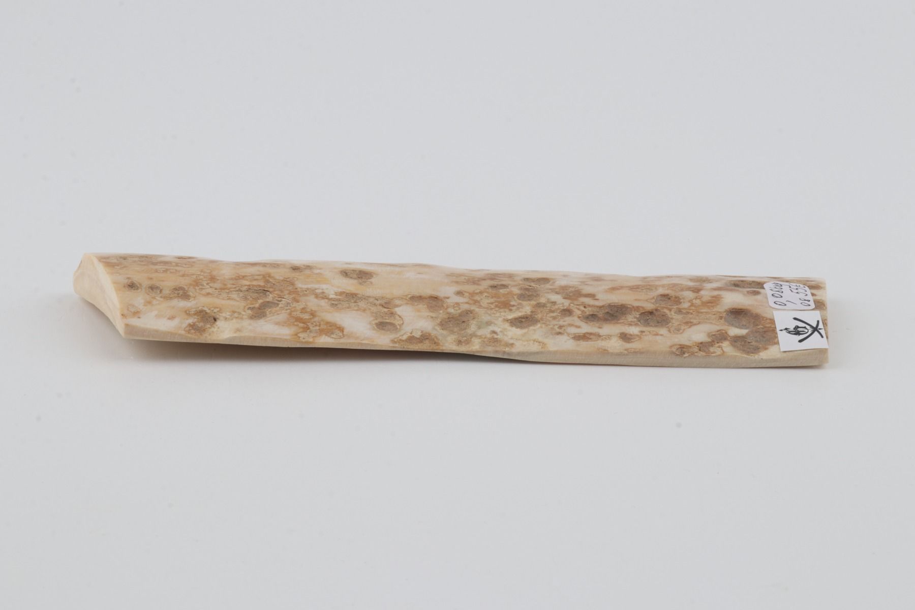 Creme mammoth bark