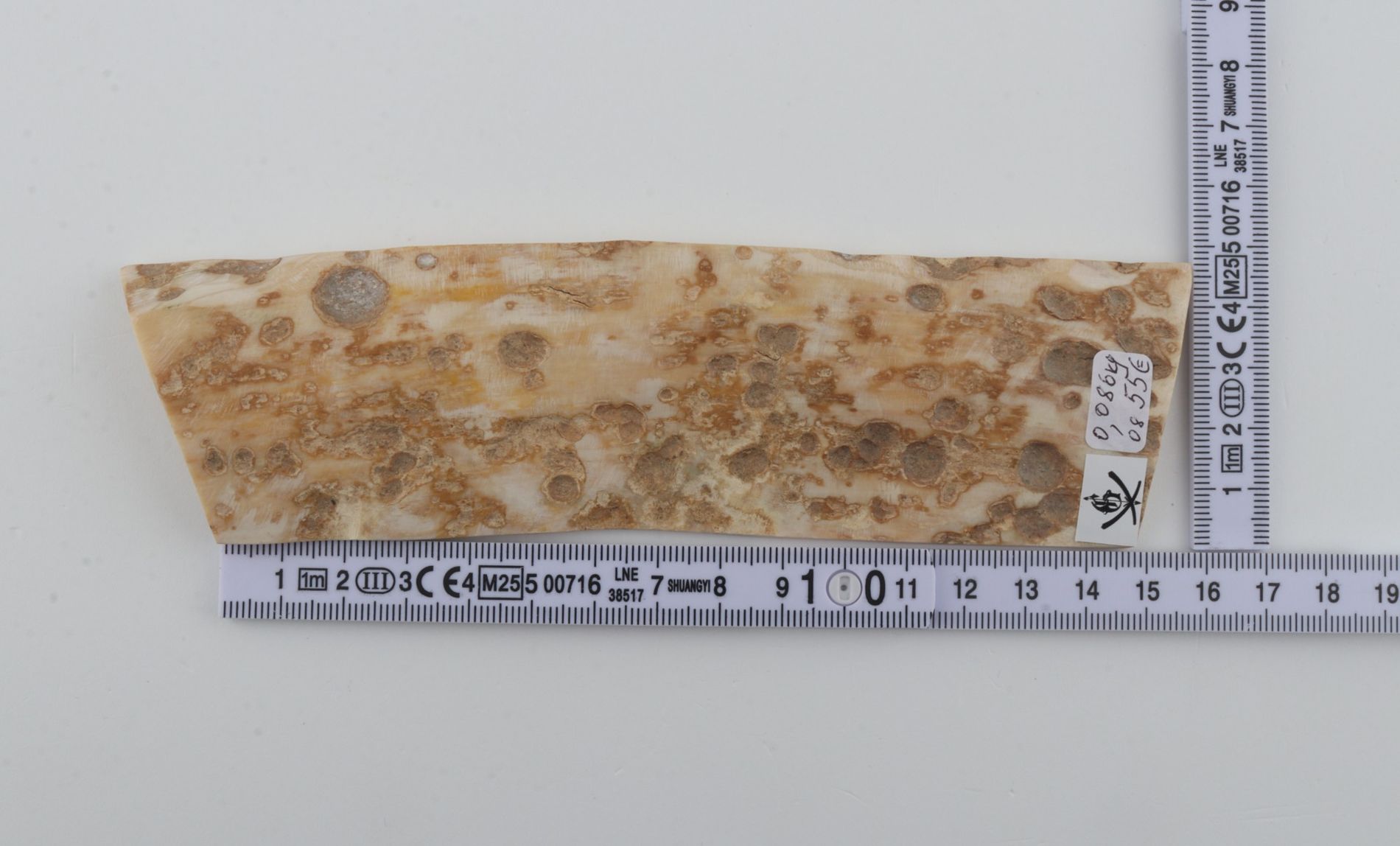 Creme mammoth bark