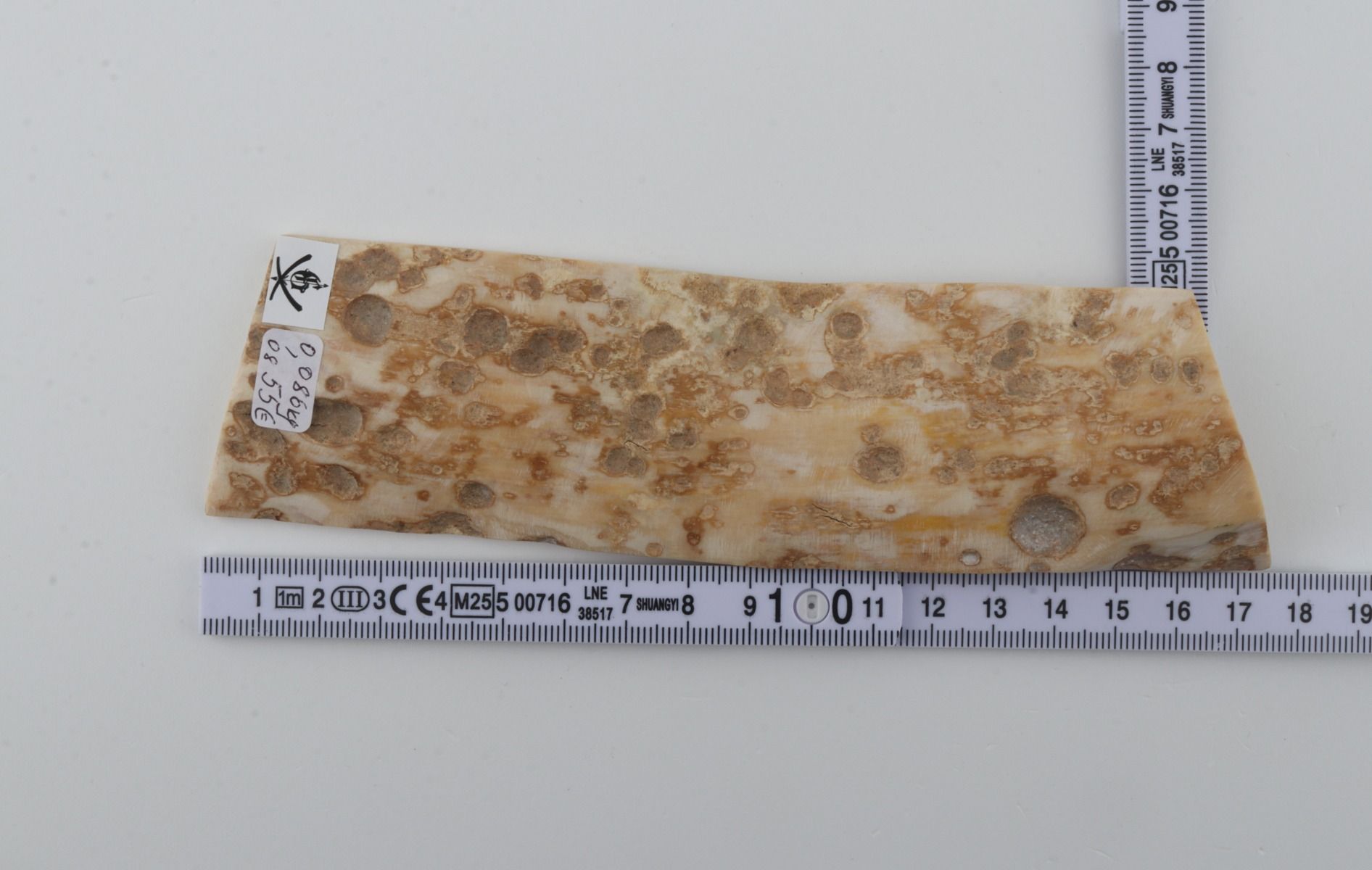 Creme mammoth bark