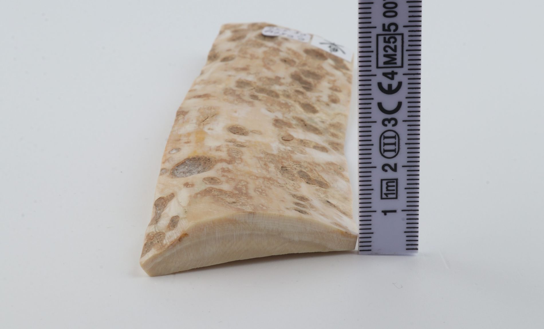 Creme mammoth bark
