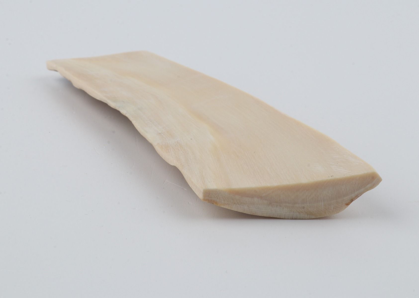 Creme mammoth bark