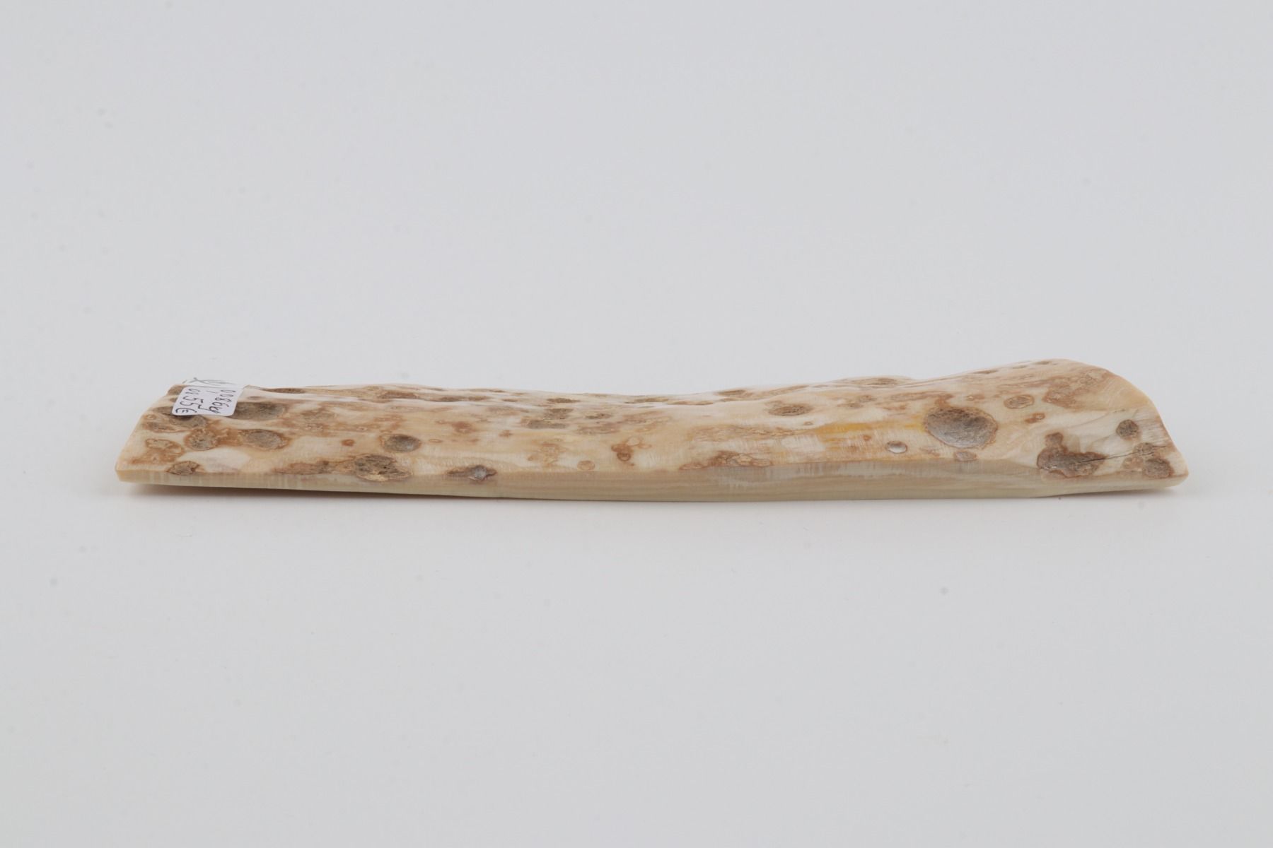 Creme mammoth bark