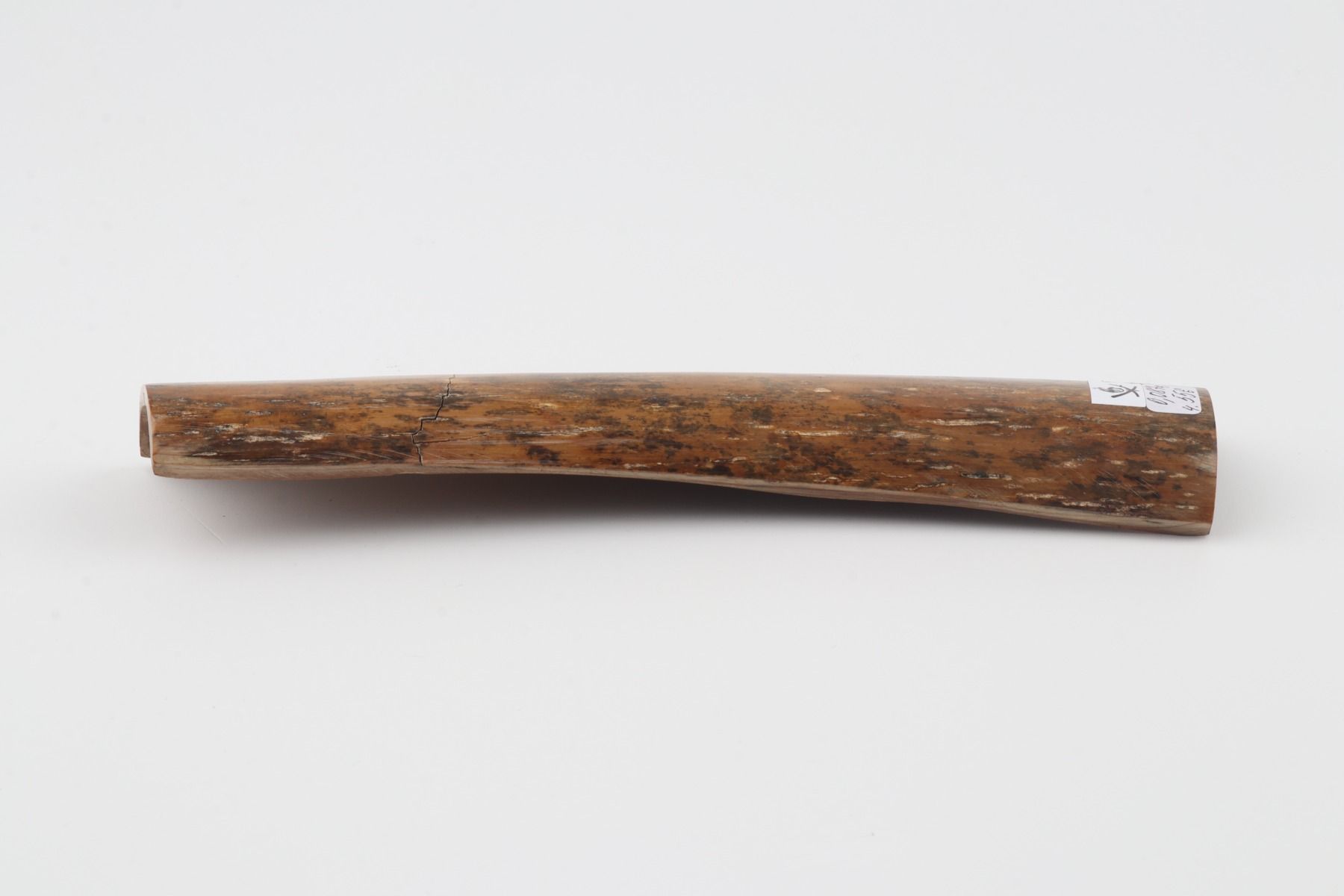 Brown-caramel mammoth bark