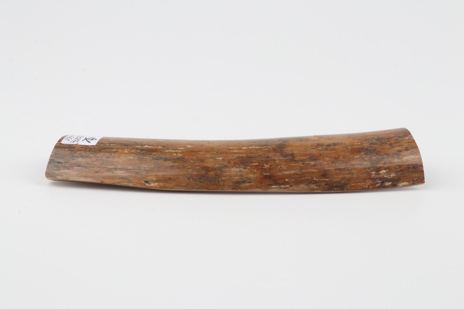 Brown-caramel mammoth bark