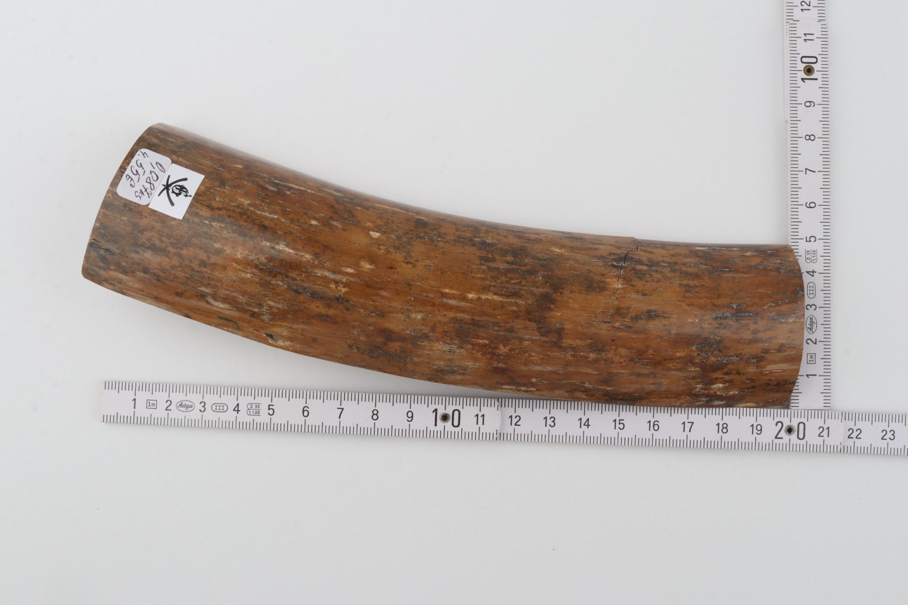 Brown-caramel mammoth bark