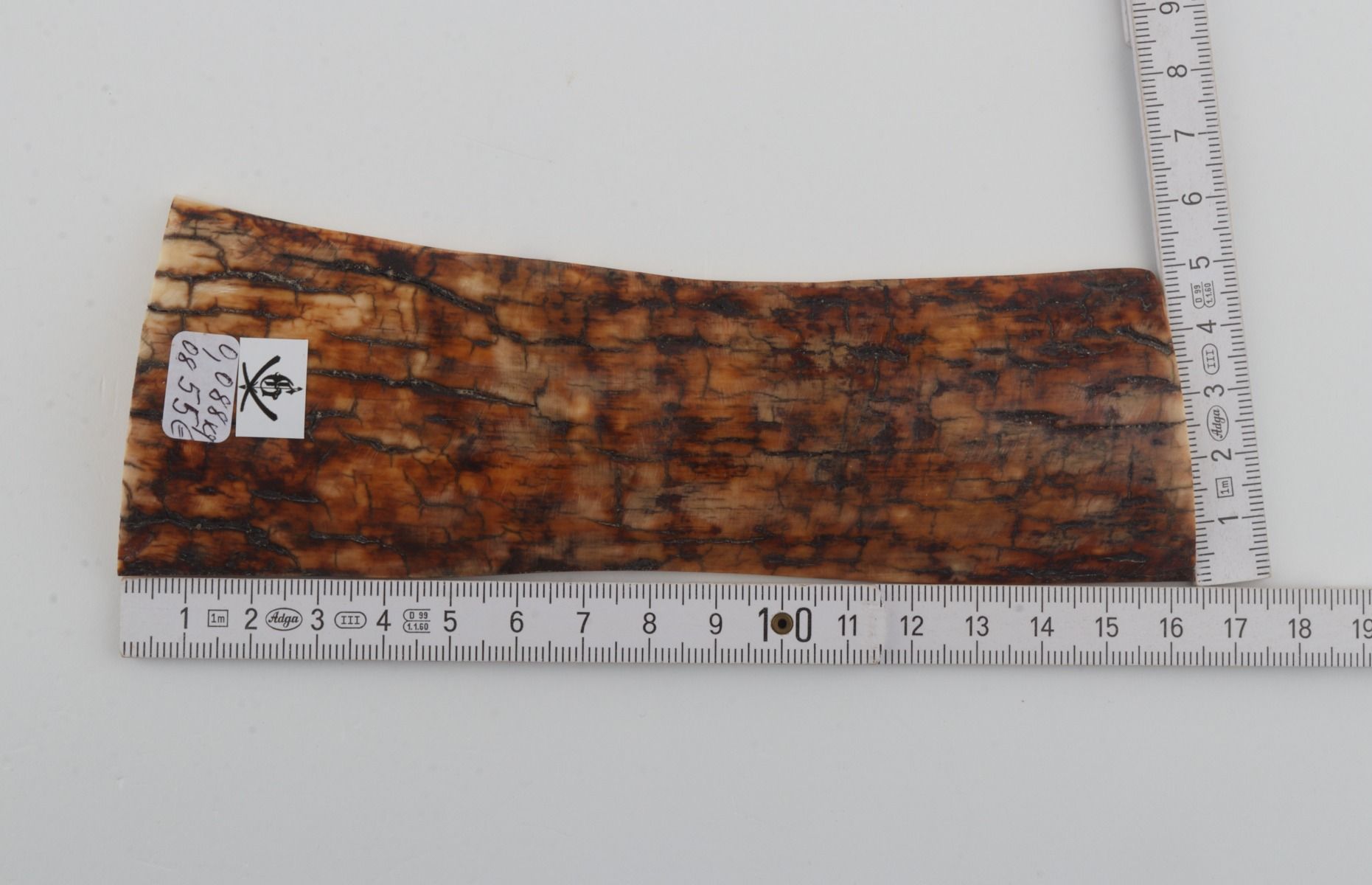 Brown-orange mammoth bark