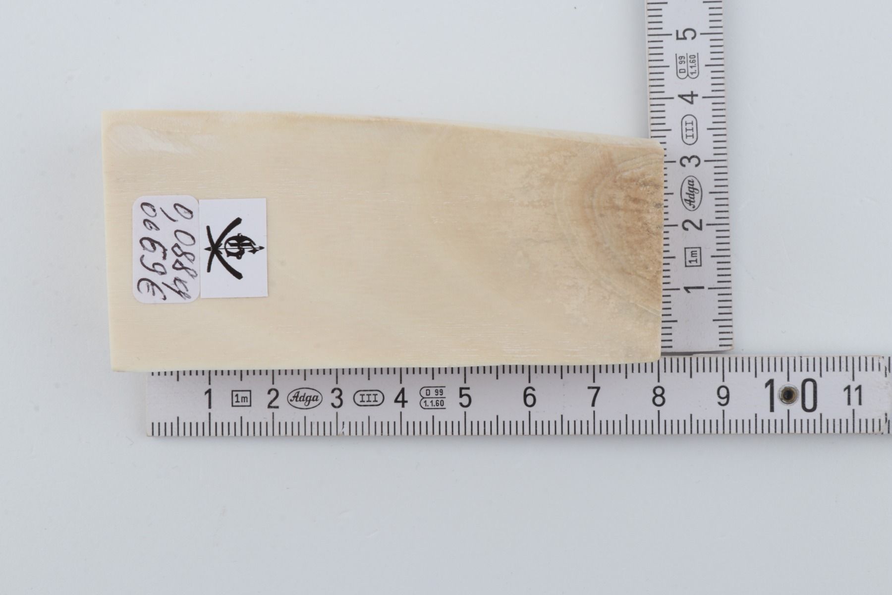White mammoth ivory segment