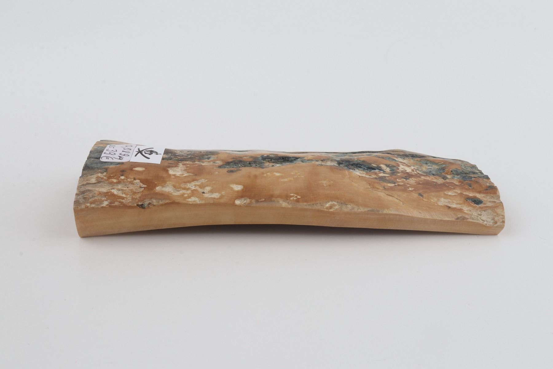 Beige-blue mammoth bark