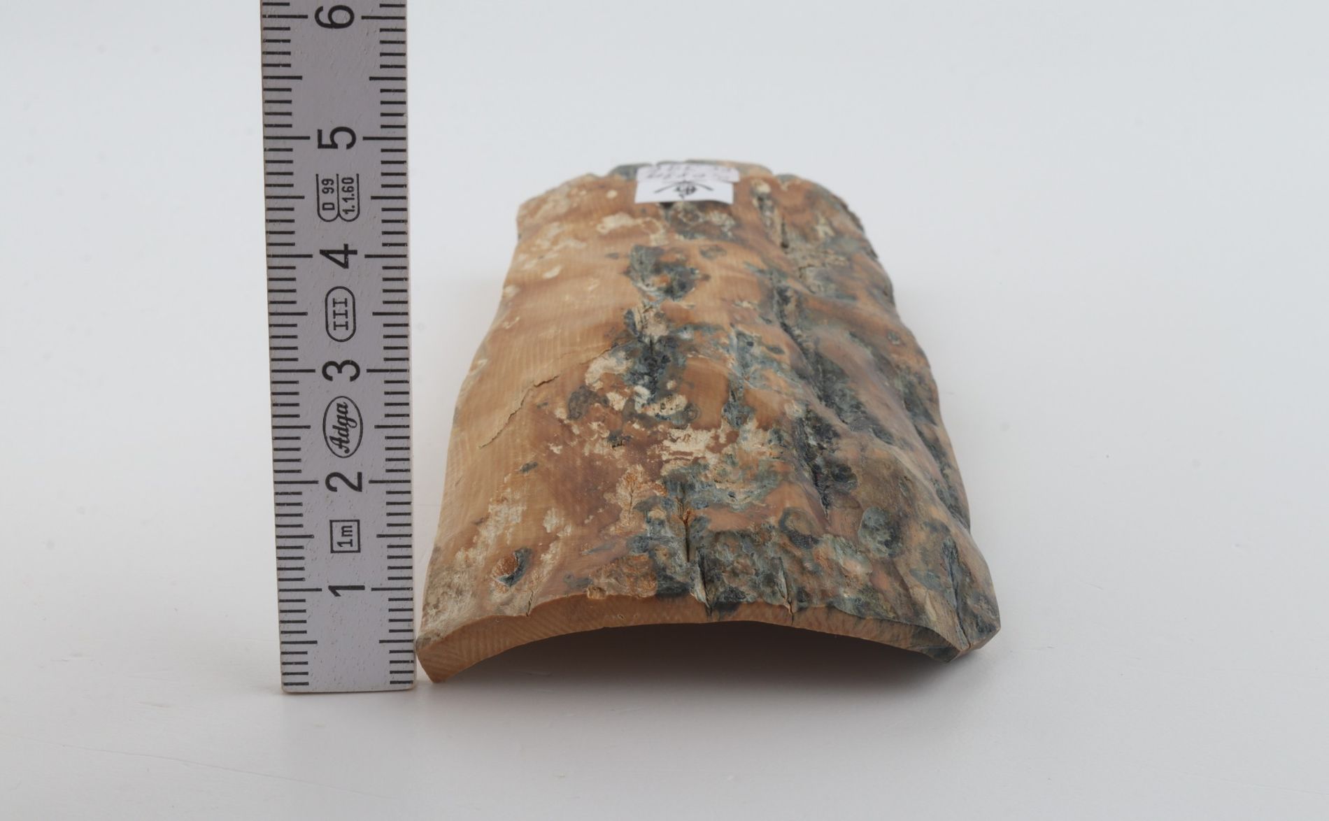 Beige-blue mammoth bark