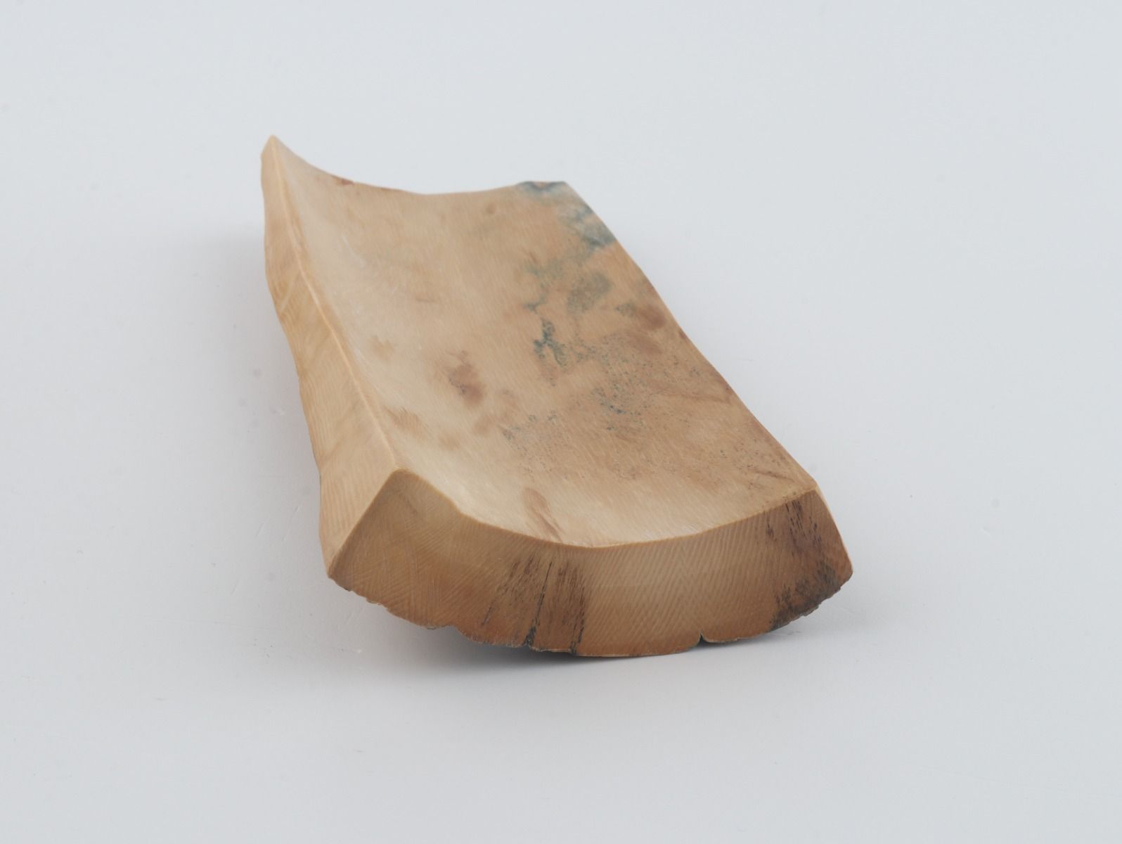 Beige-blue mammoth bark