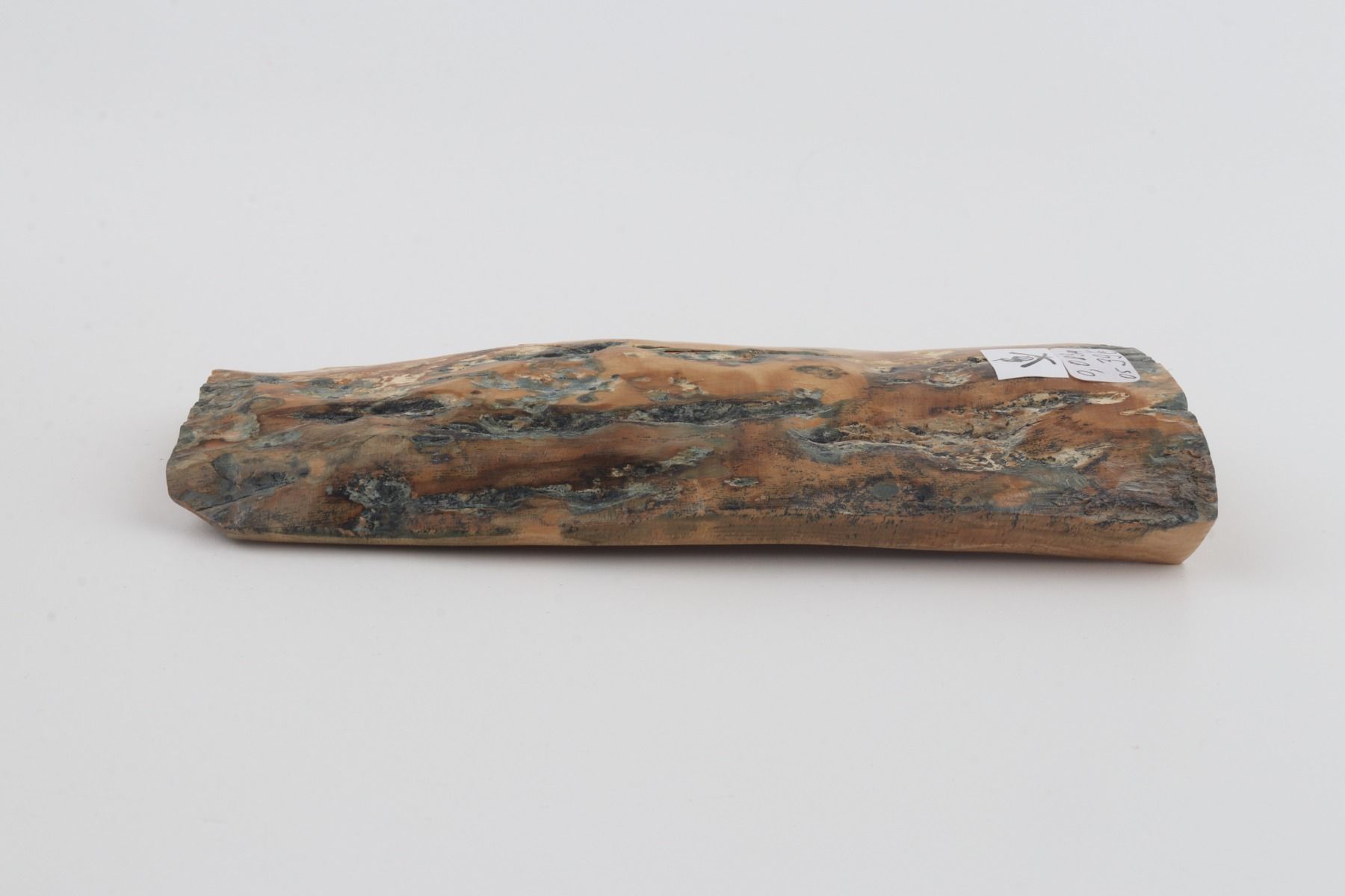 Beige-blue mammoth bark