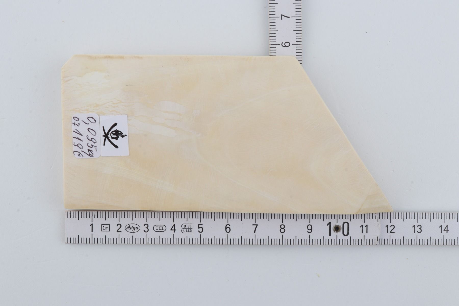 White mammoth ivory segment