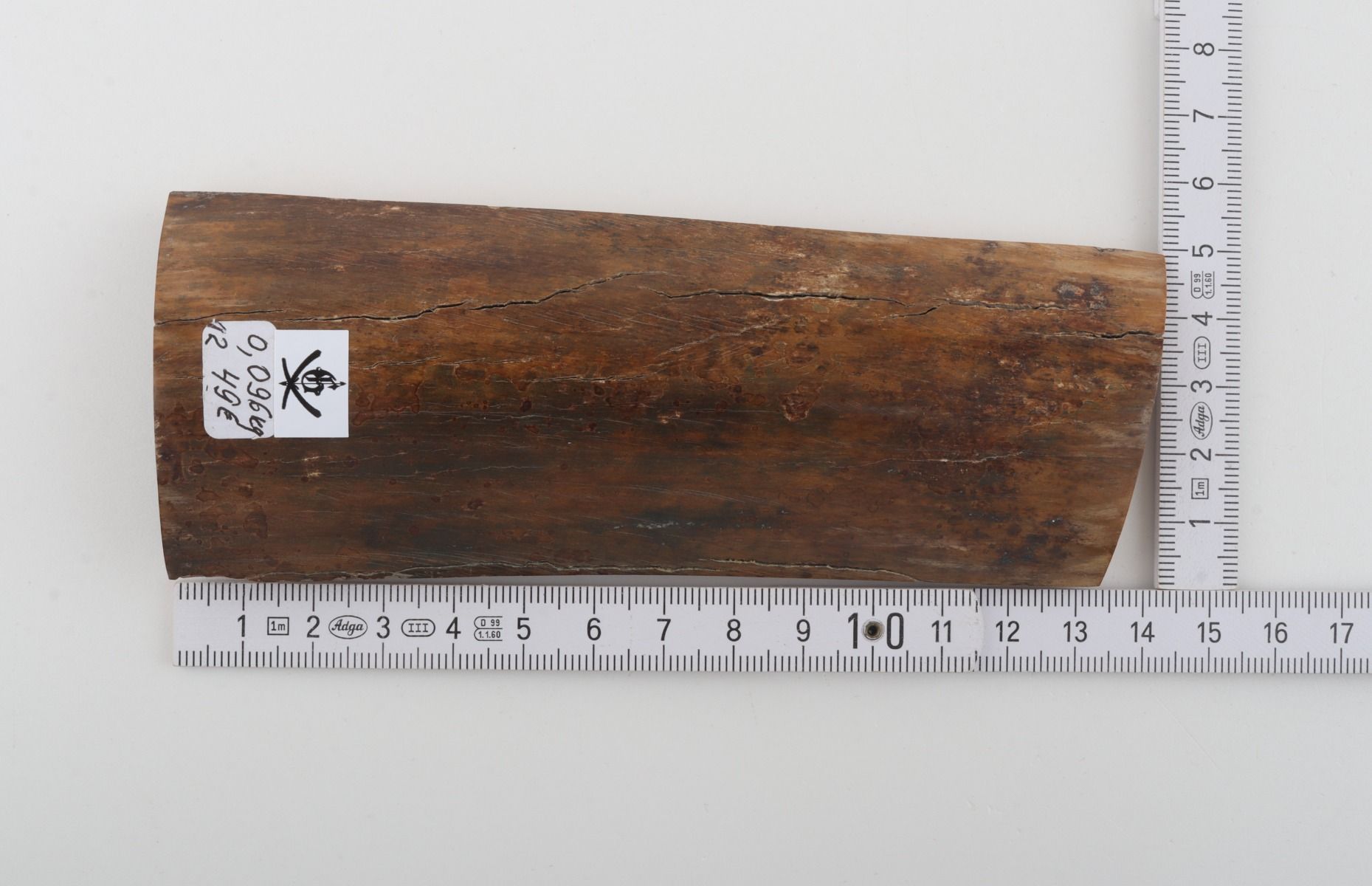 Brown mammoth bark