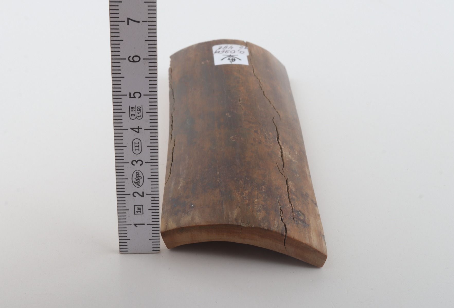Brown mammoth bark