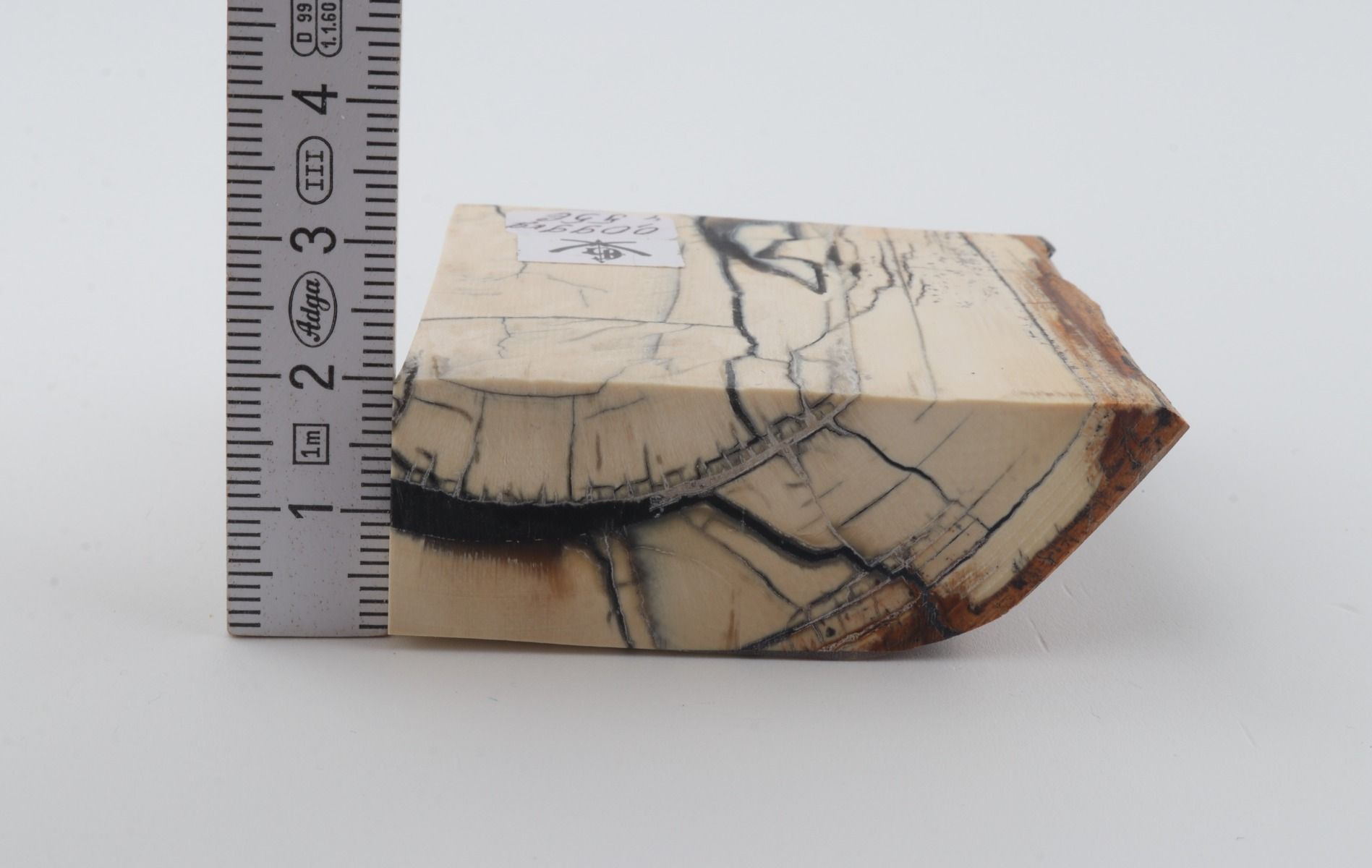 Stabilised mammoth ivory piece