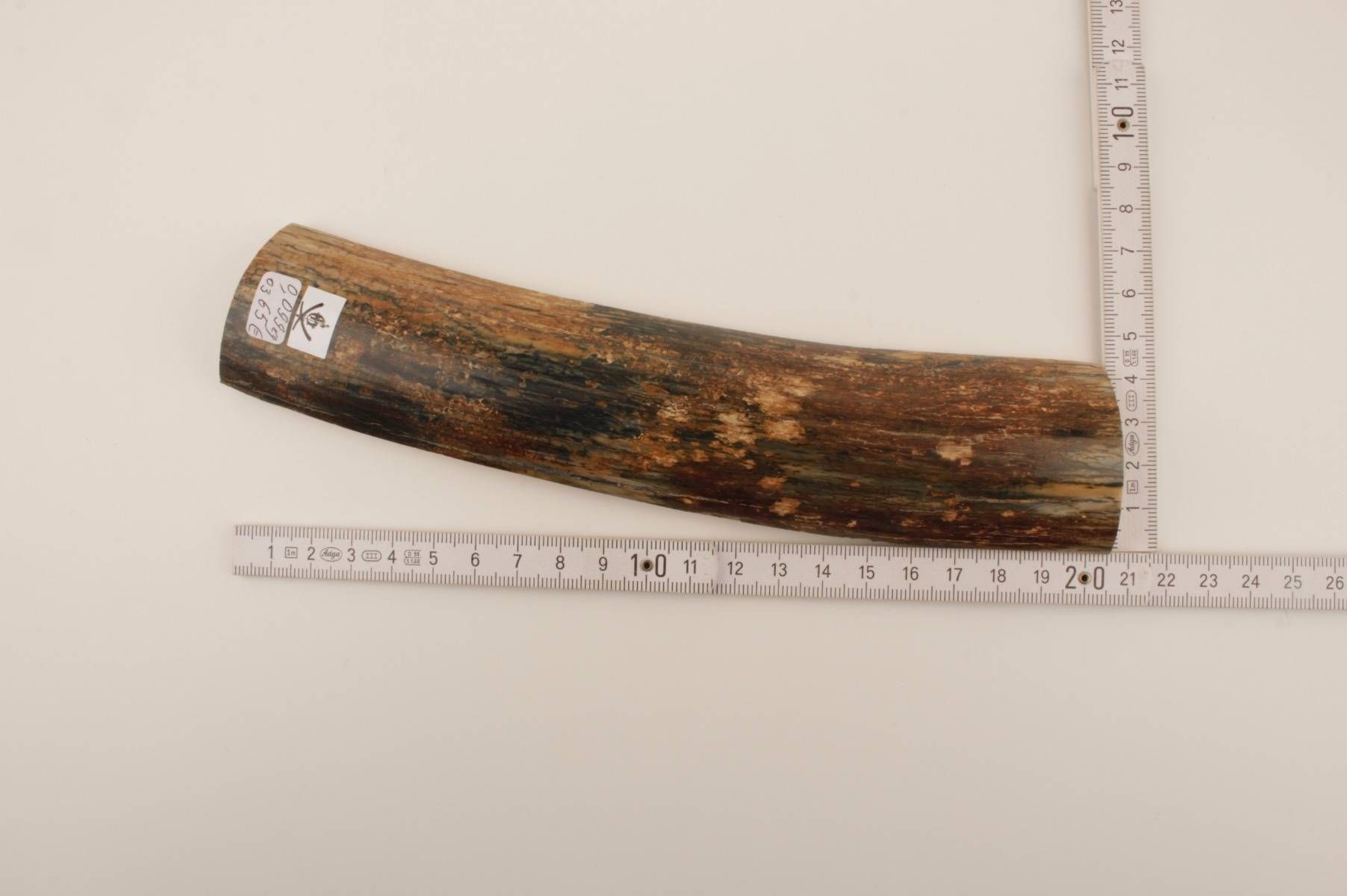 Brown-blue mammoth bark
