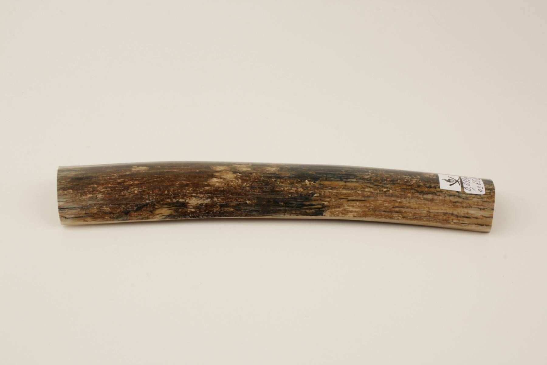Brown-blue mammoth bark