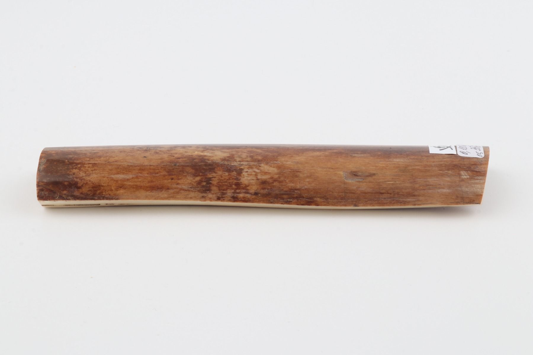 Brown mammoth bark