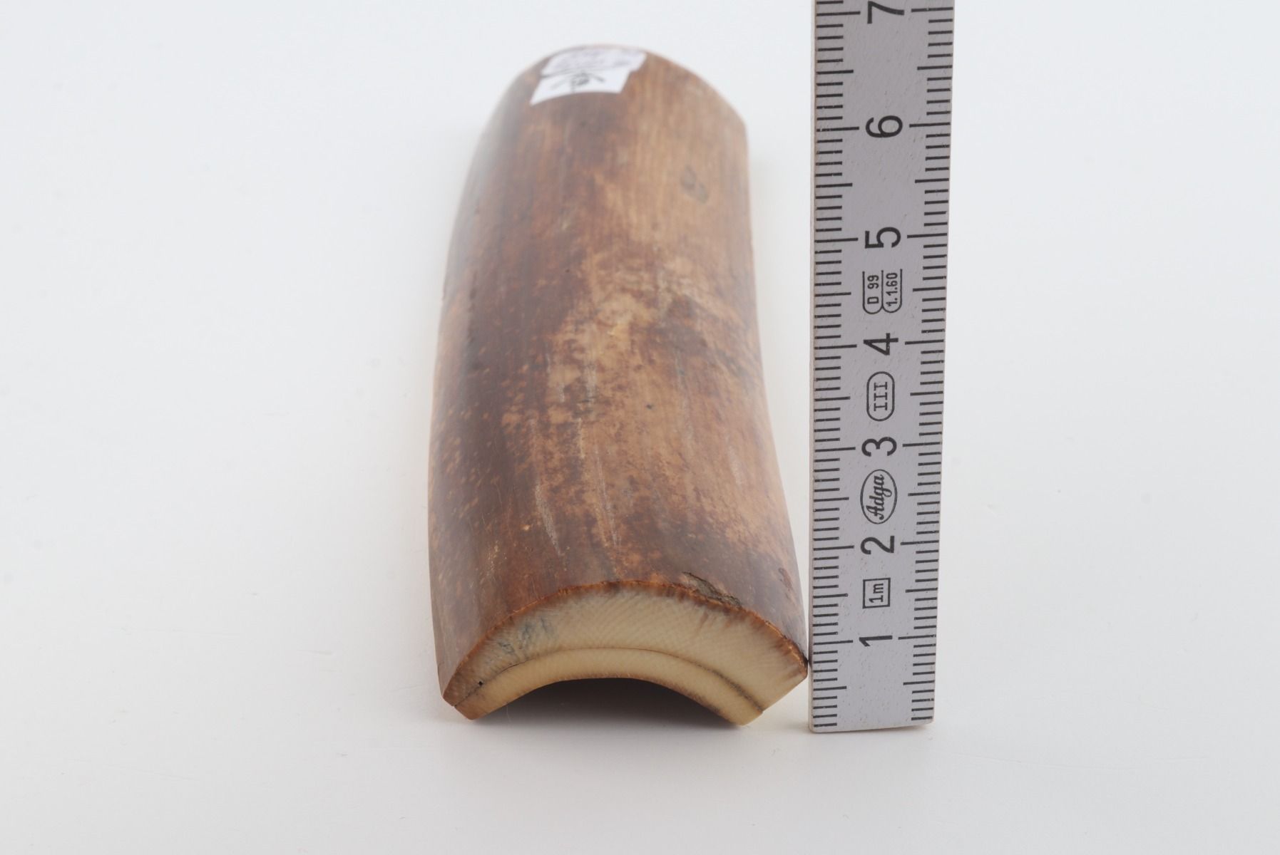 Brown mammoth bark