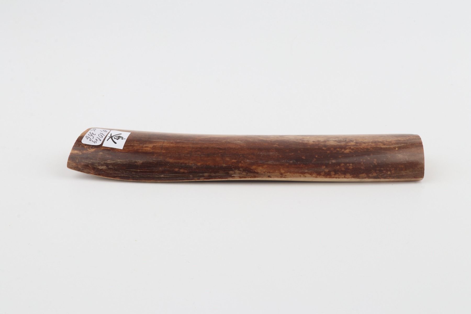 Brown mammoth bark